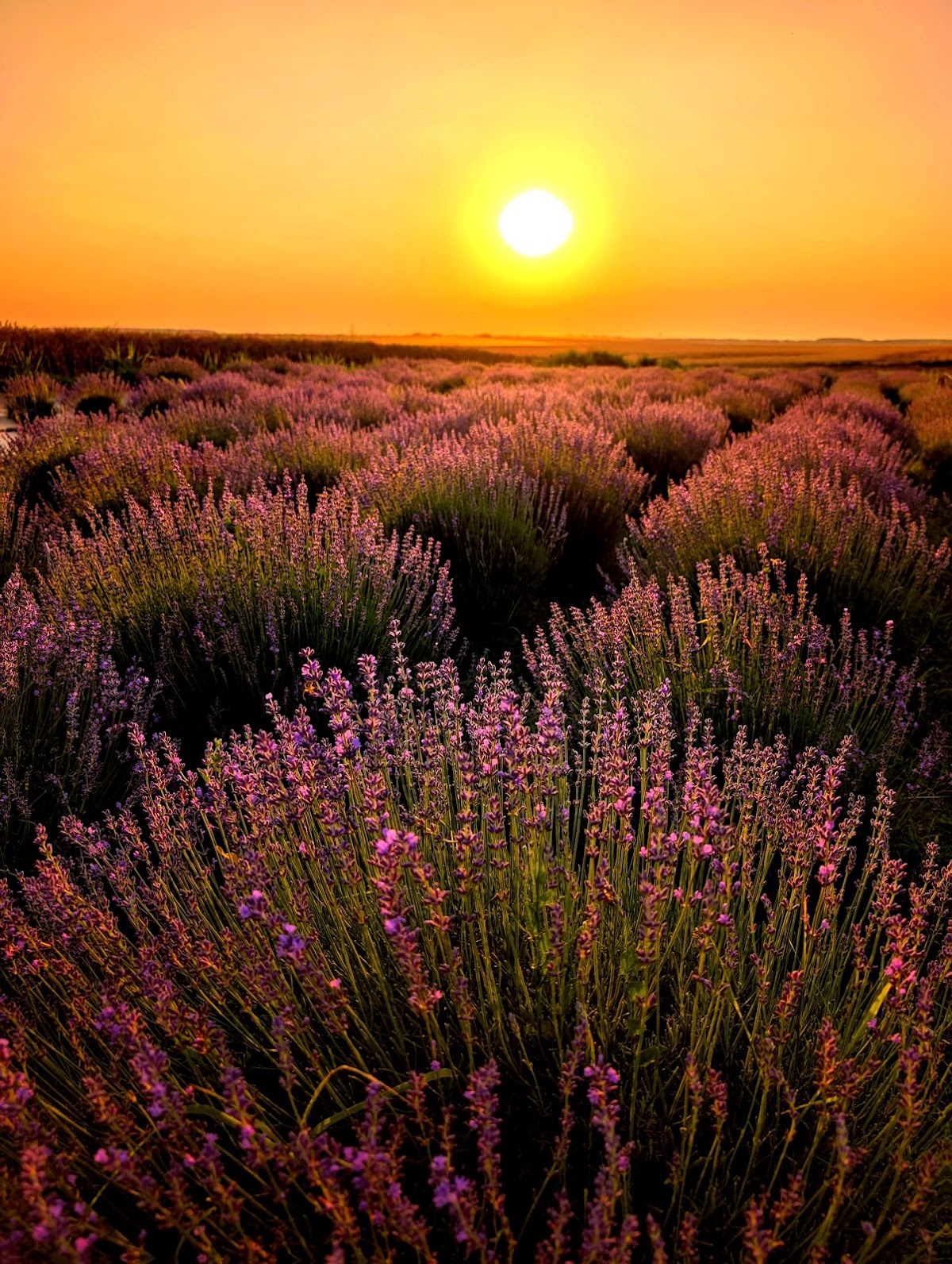 Lavanda Dragoesti Ialomița - foto 5