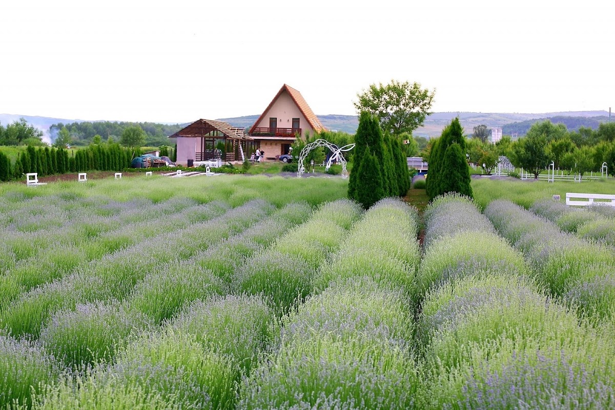 Lavanda Lola