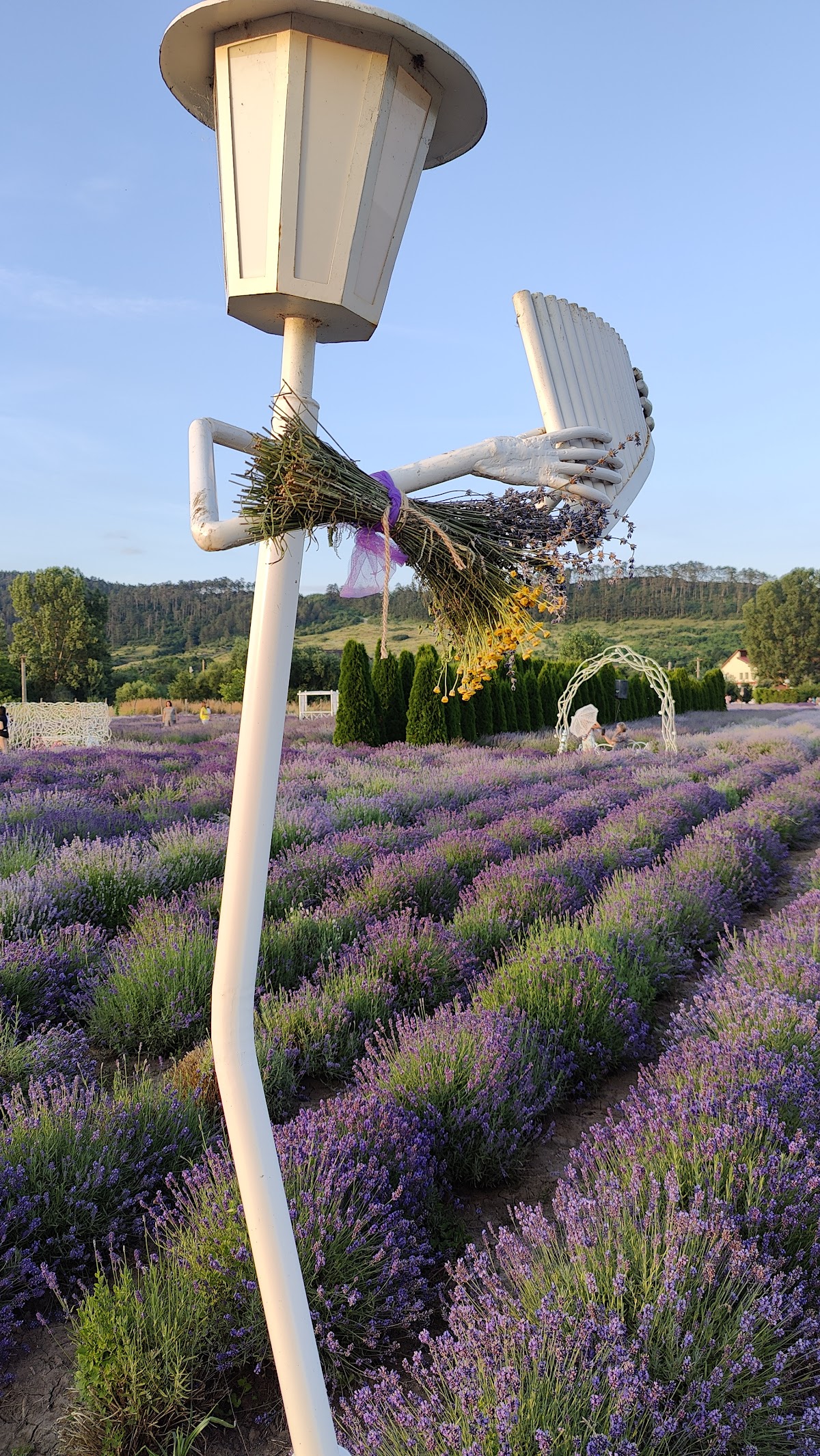 Lavanda Lola