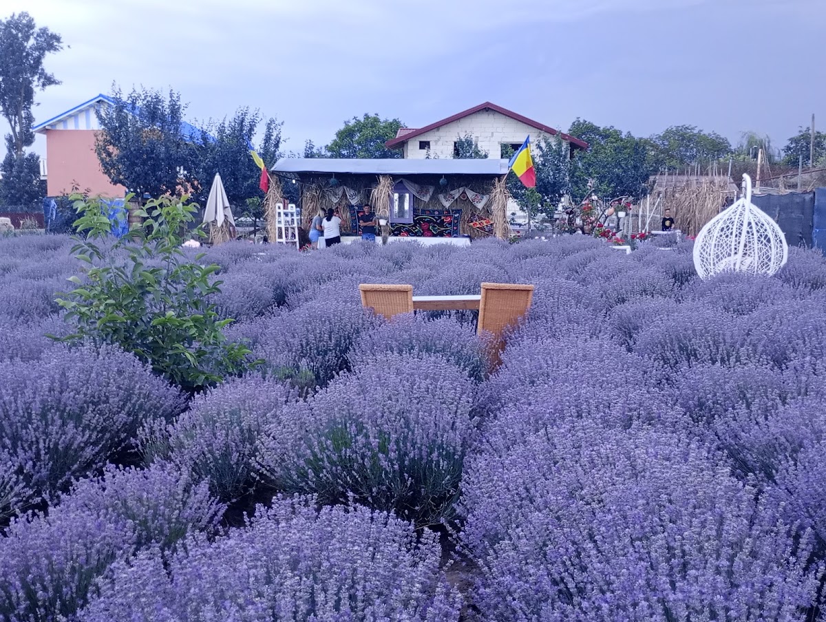 Lavanda Todiresti (Iasi)