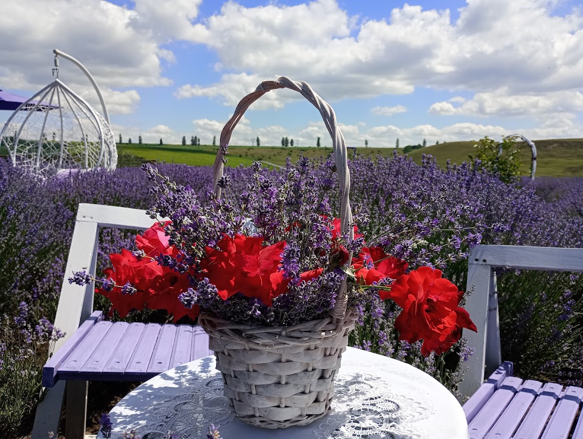 Lavanda Todiresti (Iasi) - foto 2