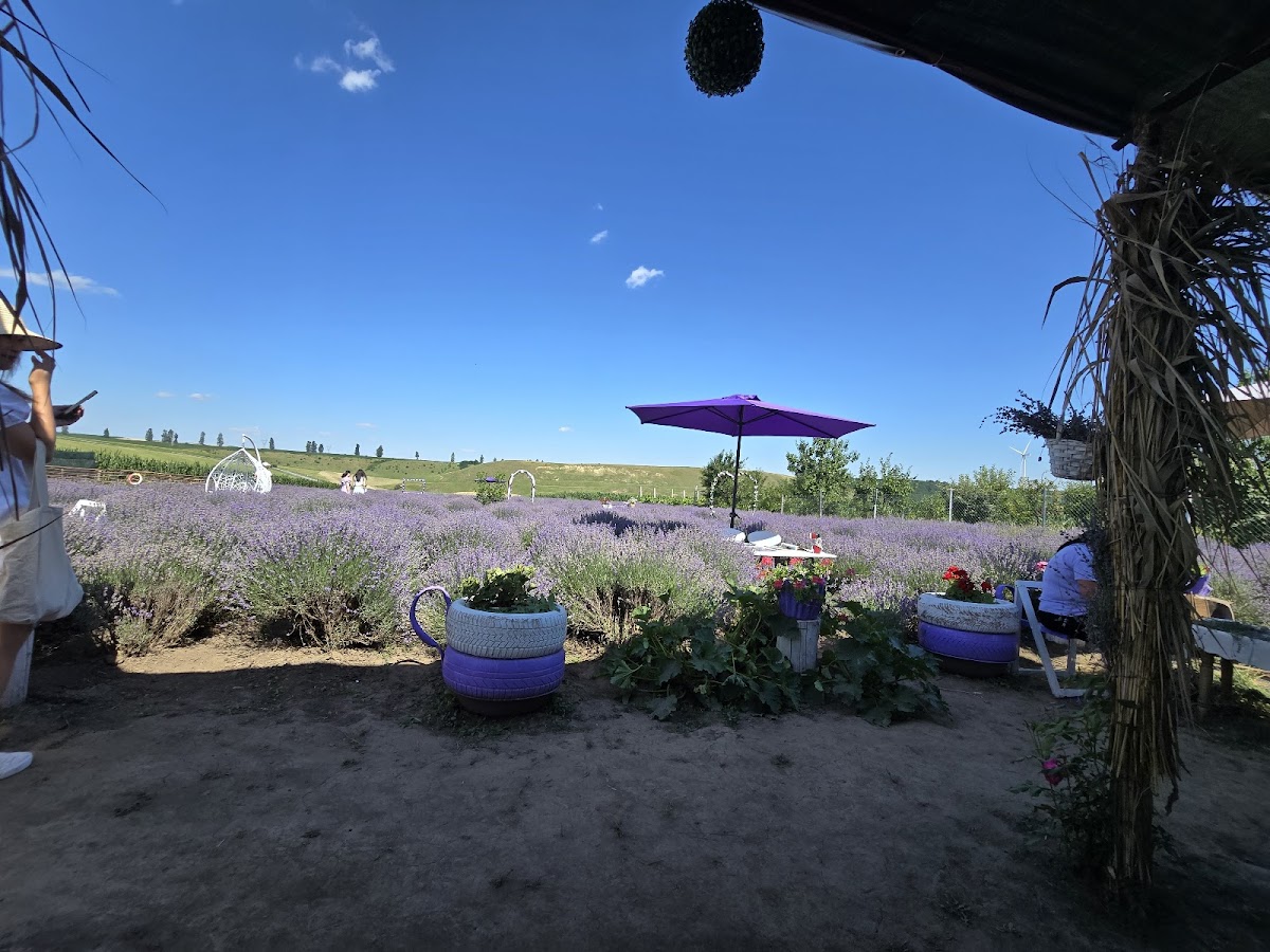 Lavanda Todiresti (Iasi) - foto 3