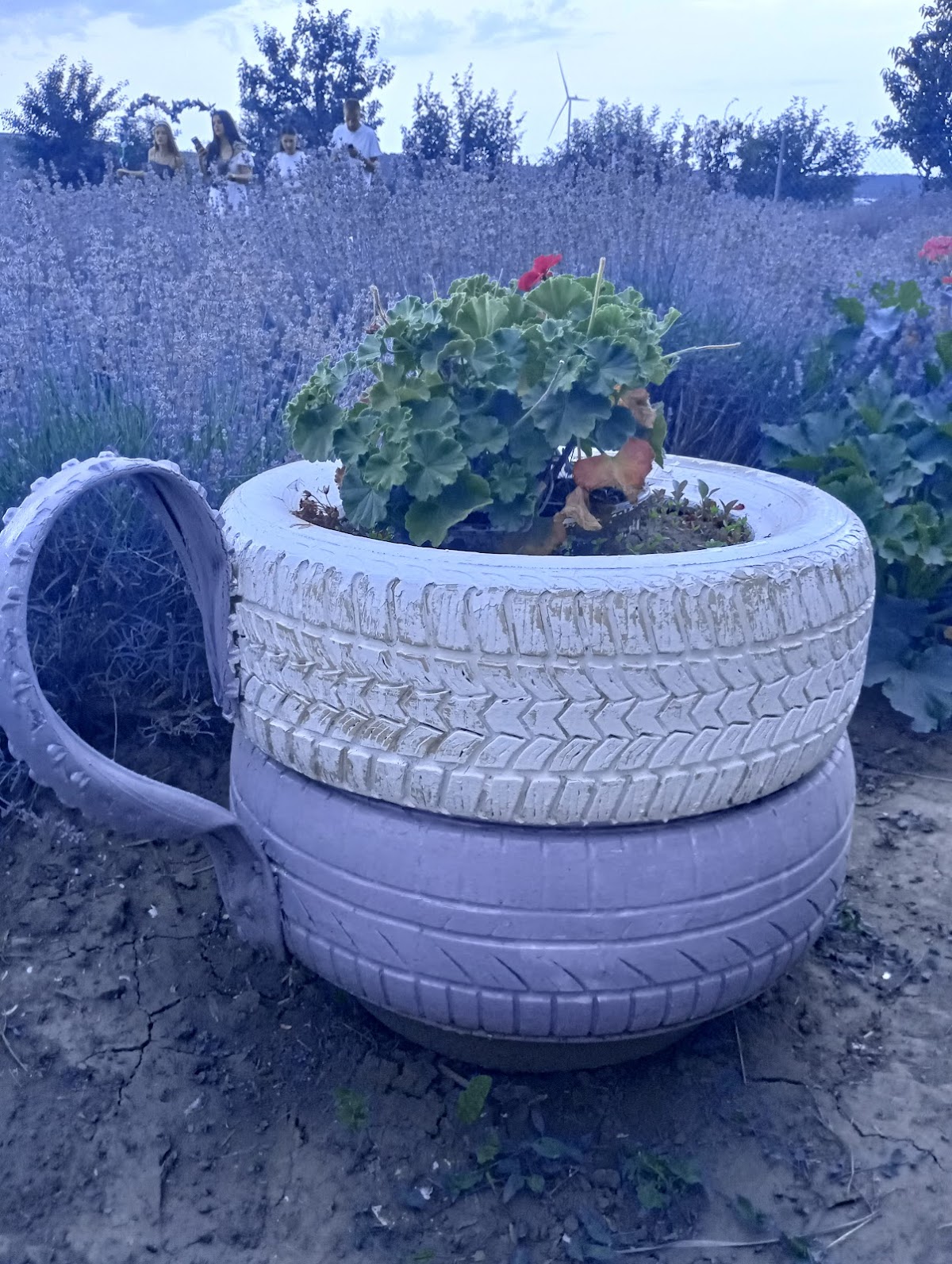 Lavanda Todiresti (Iasi) - foto 5