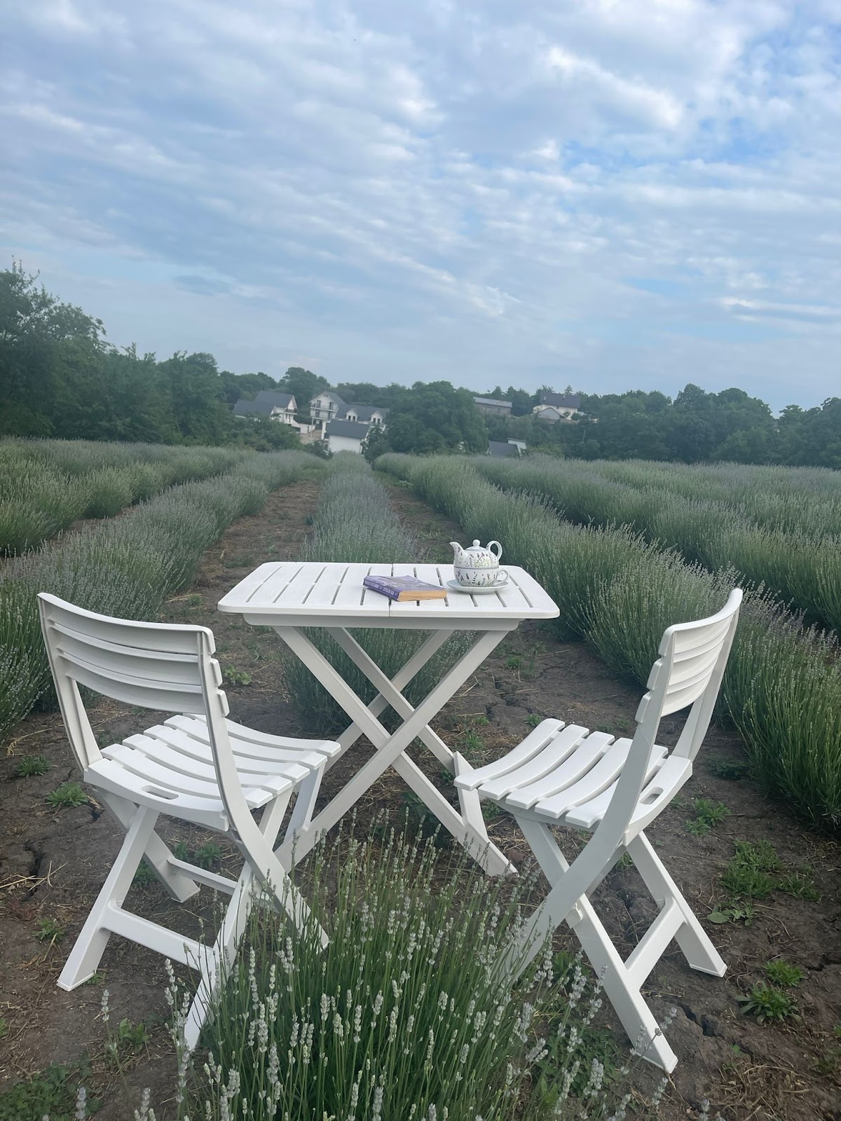 Lavender Farm