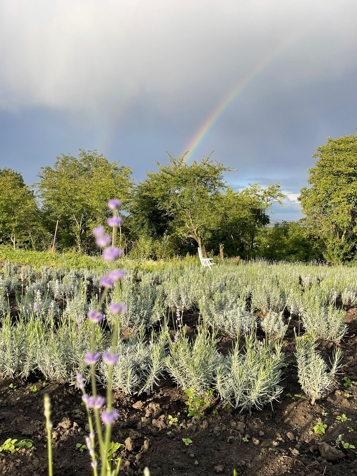 Lavender Farm - foto 4