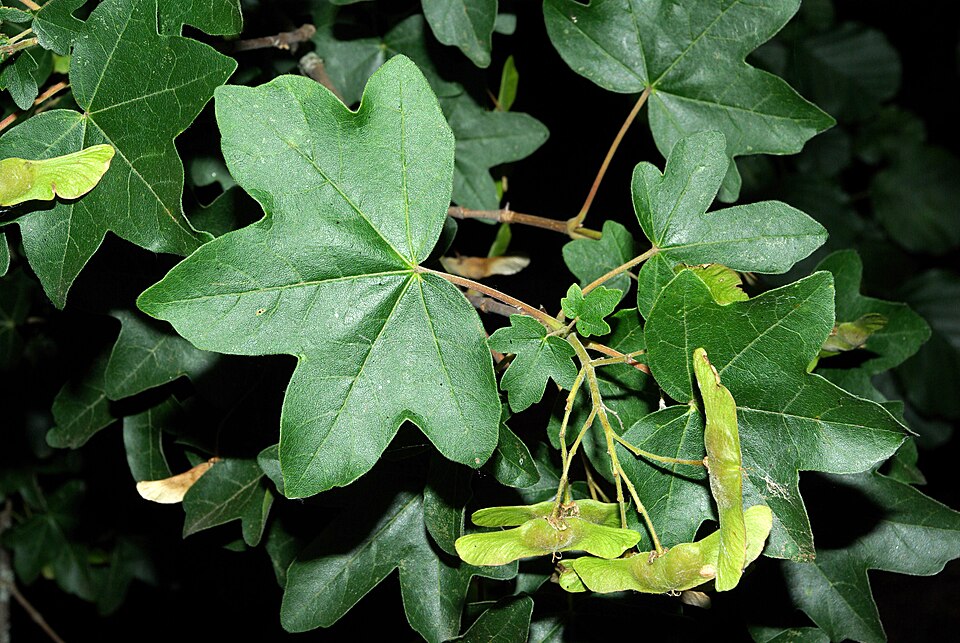 Legende din Jugastru, Jugastru