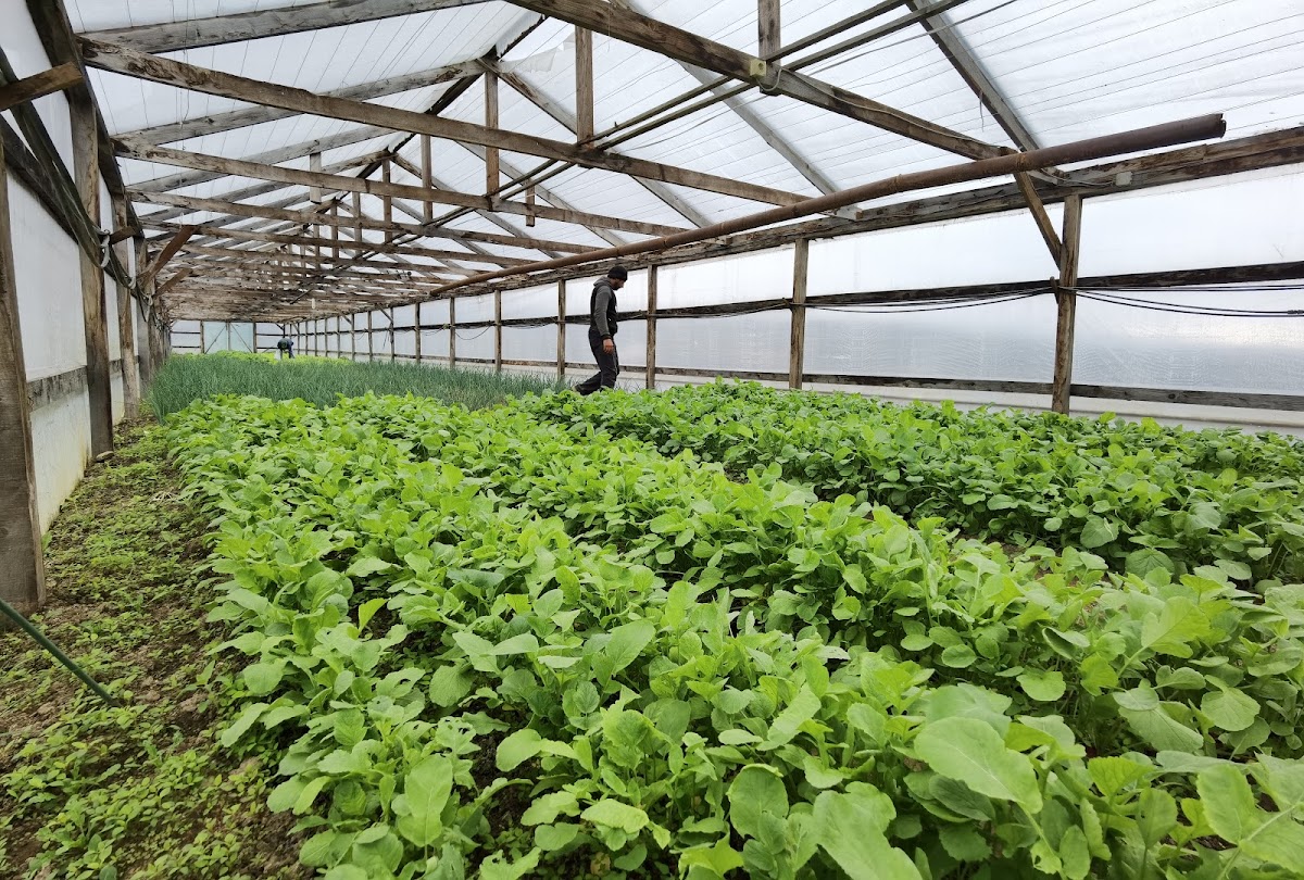 Liniștea Munților - Cabană Porumbacu de Sus - foto 5