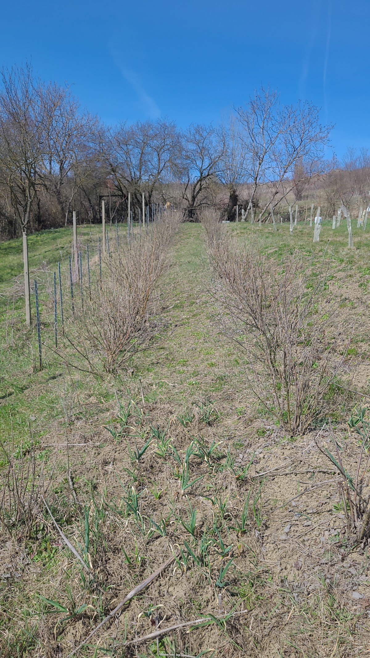 Livada lui Nicky & Maria, Târnăveni