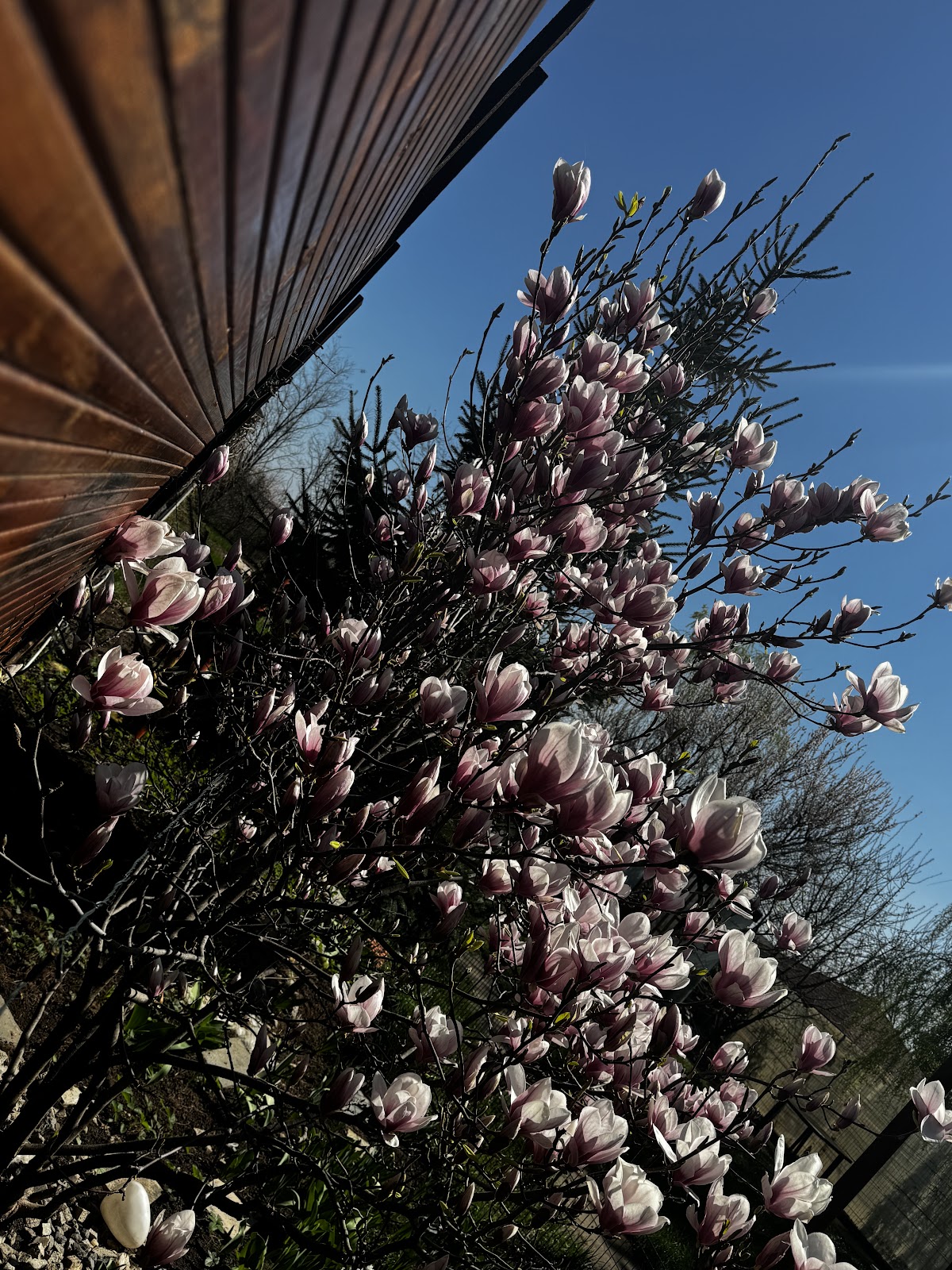 Magnolie