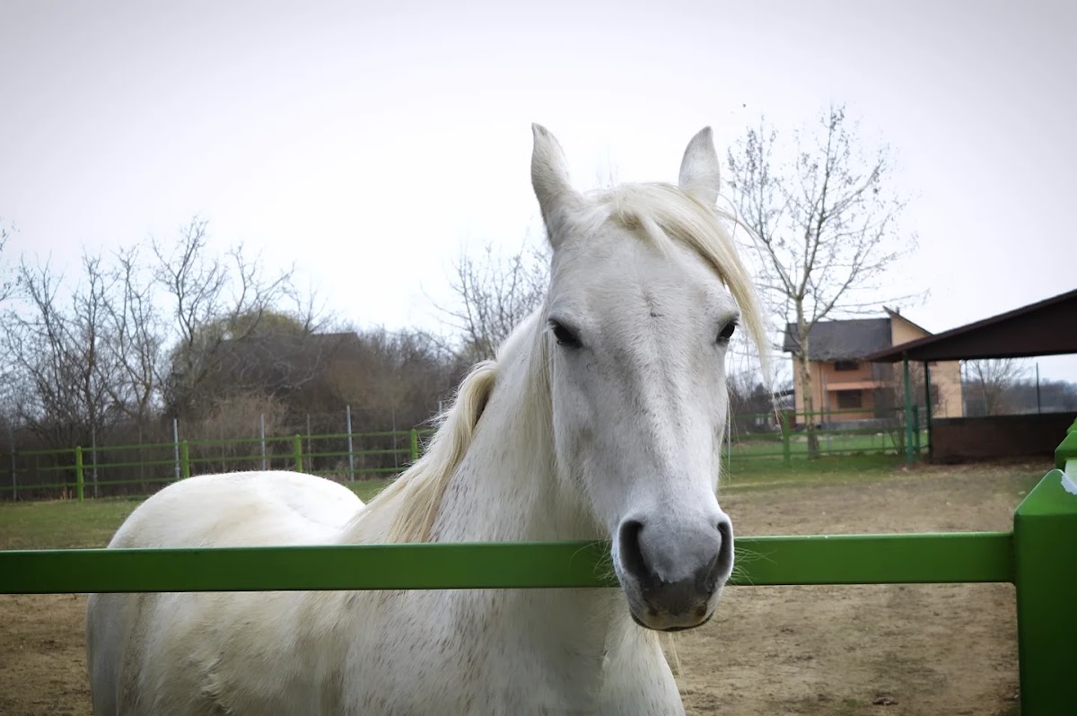 Mănăstirea Acoperământul Maicii Domnului, Bolintin Vale - foto 5