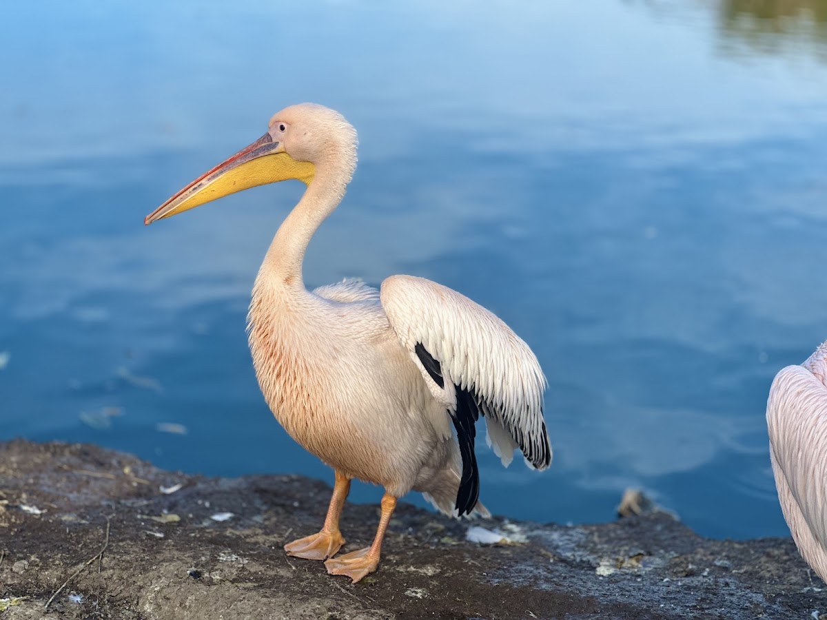 Microrezervátum Constanța - foto 4