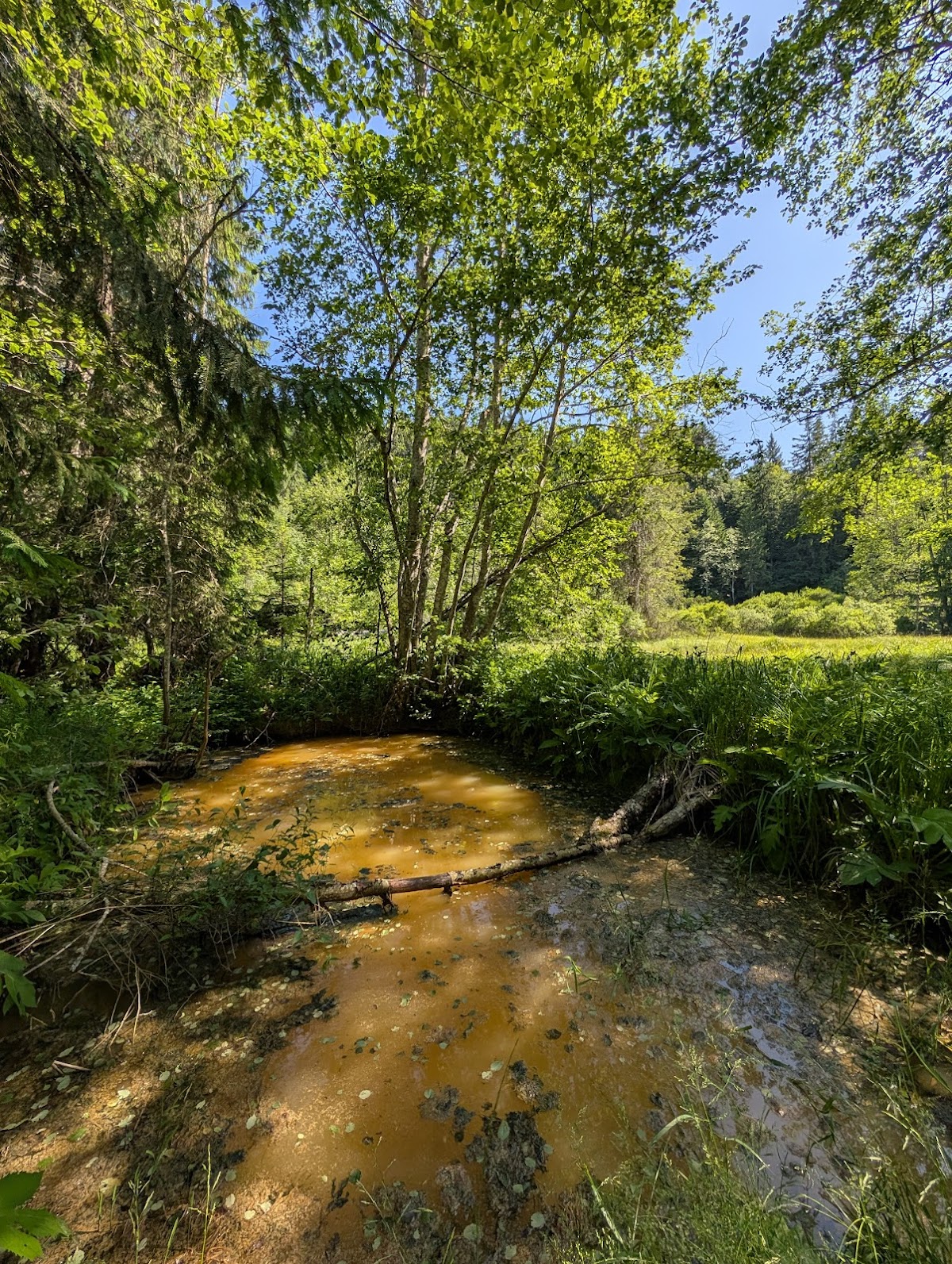 Mlaştina Dumbrava Harghitei - foto 2