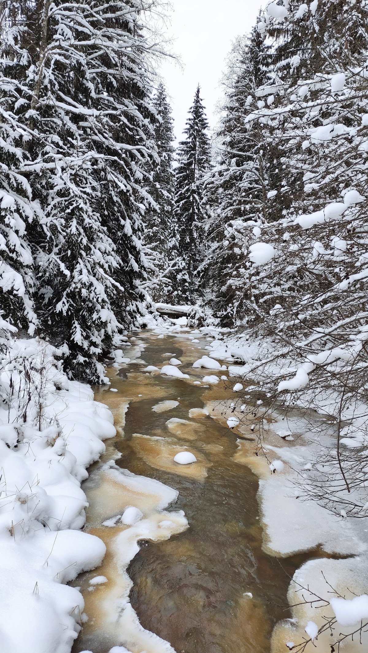 Mlaştina Dumbrava Harghitei - foto 4