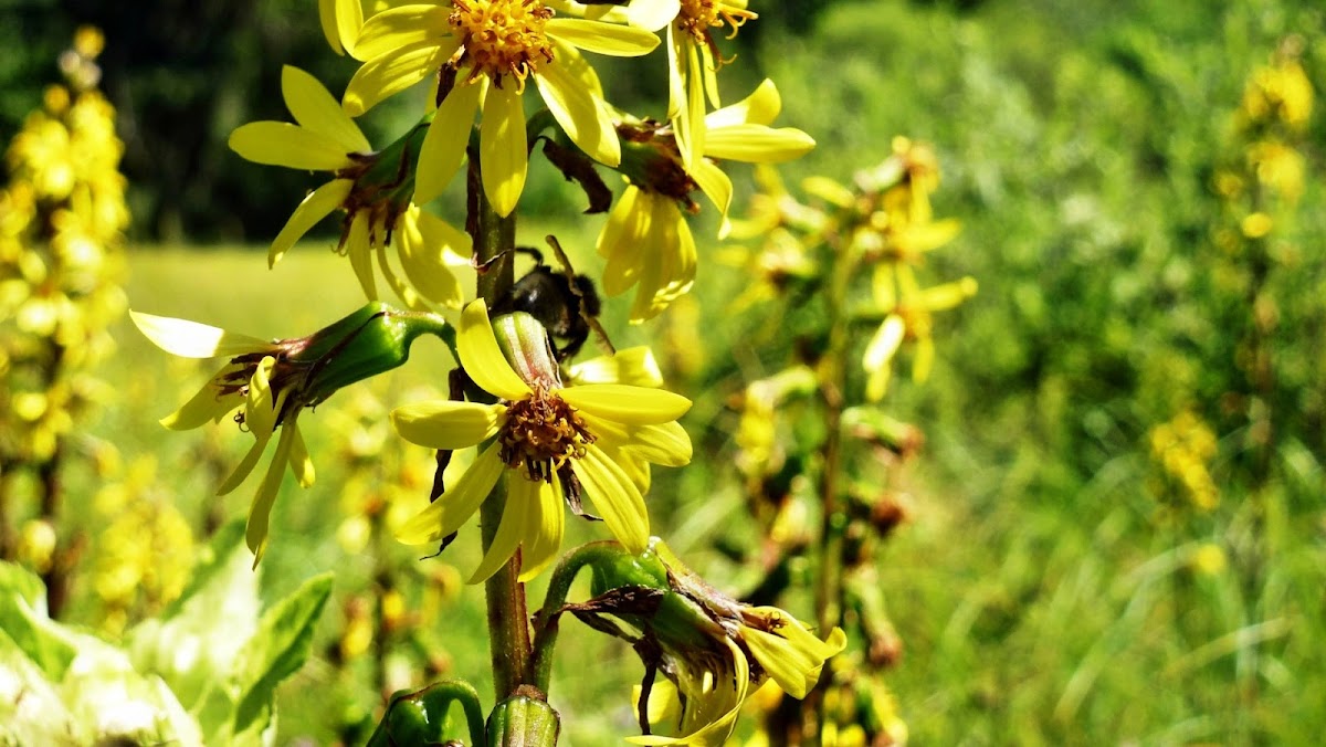 Mlaştina Dumbrava Harghitei - foto 5