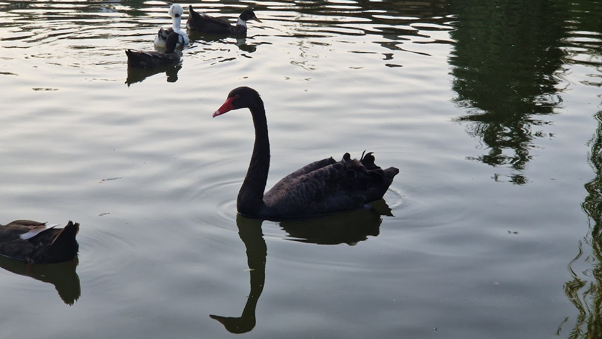 Montana Garden - foto 4