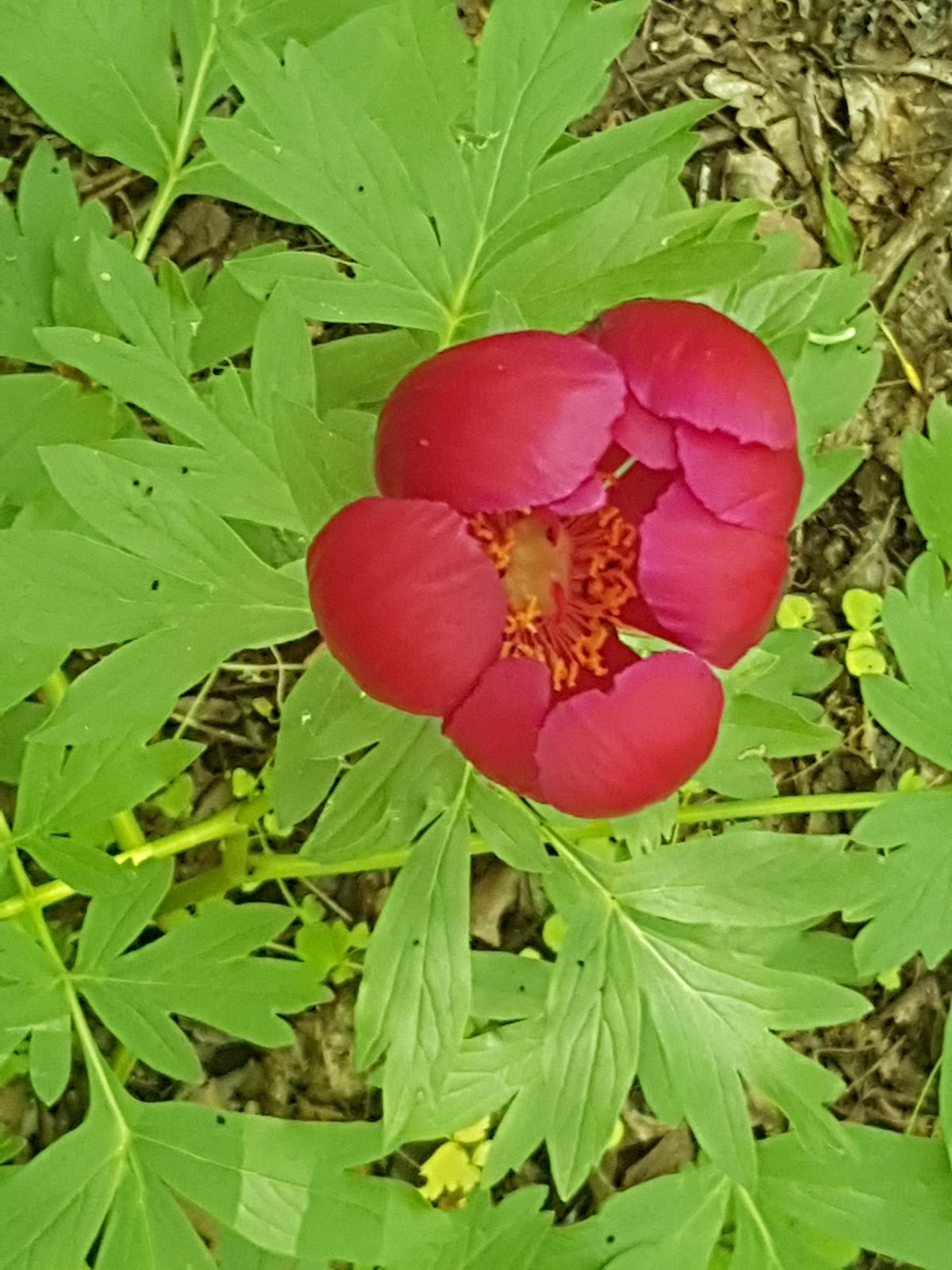 Monumentul Eroilor din Niculițel de pe Dealul Cerbului - foto 4