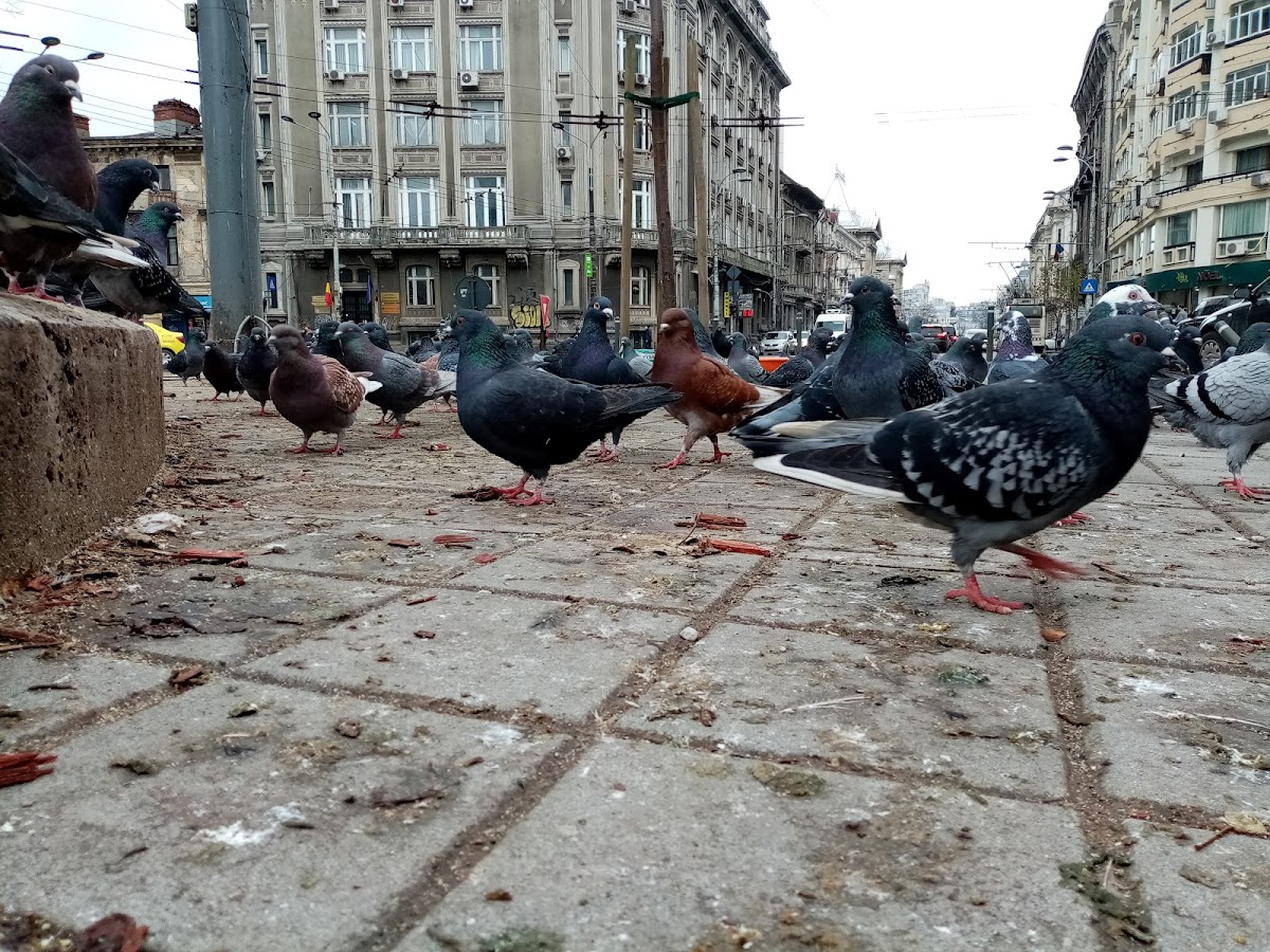 Monumentul lui C. A. Rosetti - foto 4