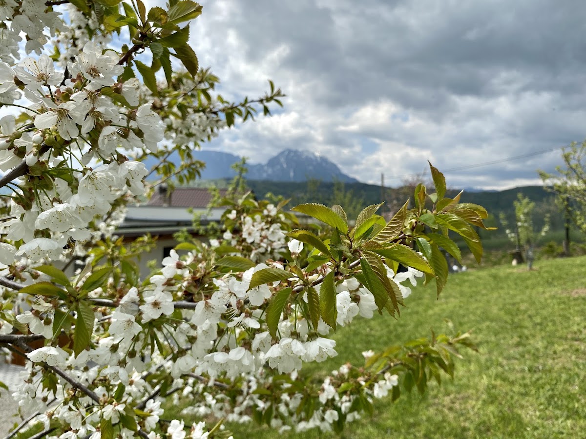 Mountain View P.M. - foto 4