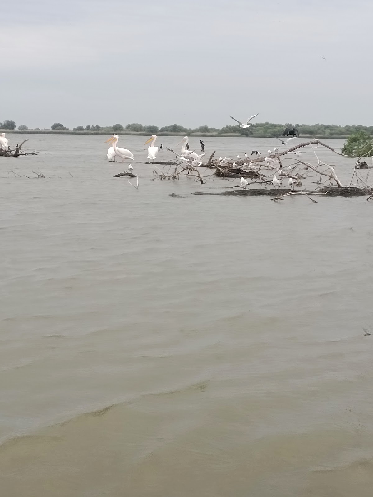 Murighiol Delta Dunarii - foto 3