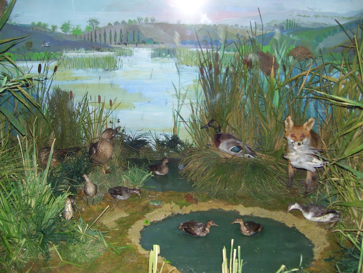 Muzeul Apelor Mihai Bacescu - foto 3