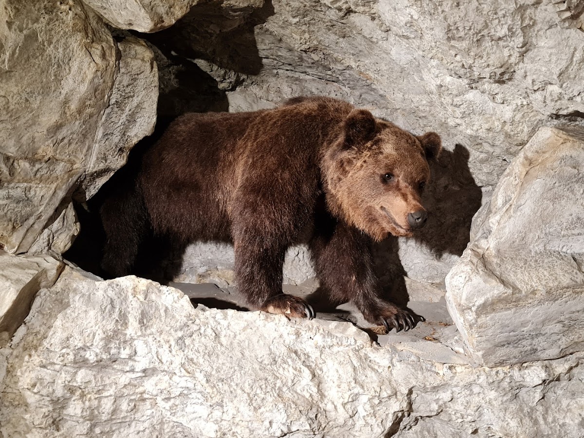 Muzeul Cinegetic al Ținutului Secuiesc - foto 2