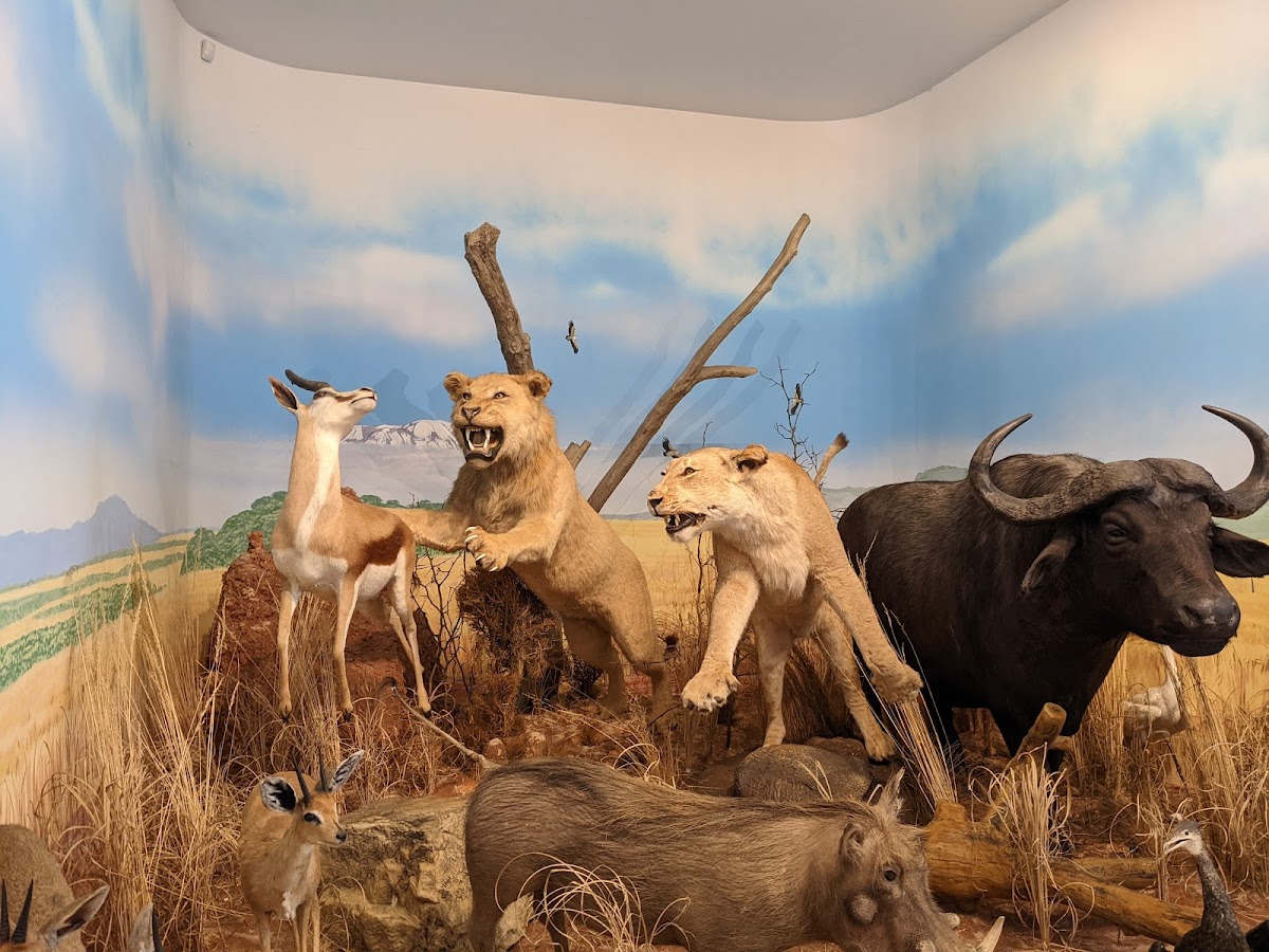 Muzeul Cinegetic al Ținutului Secuiesc - foto 3