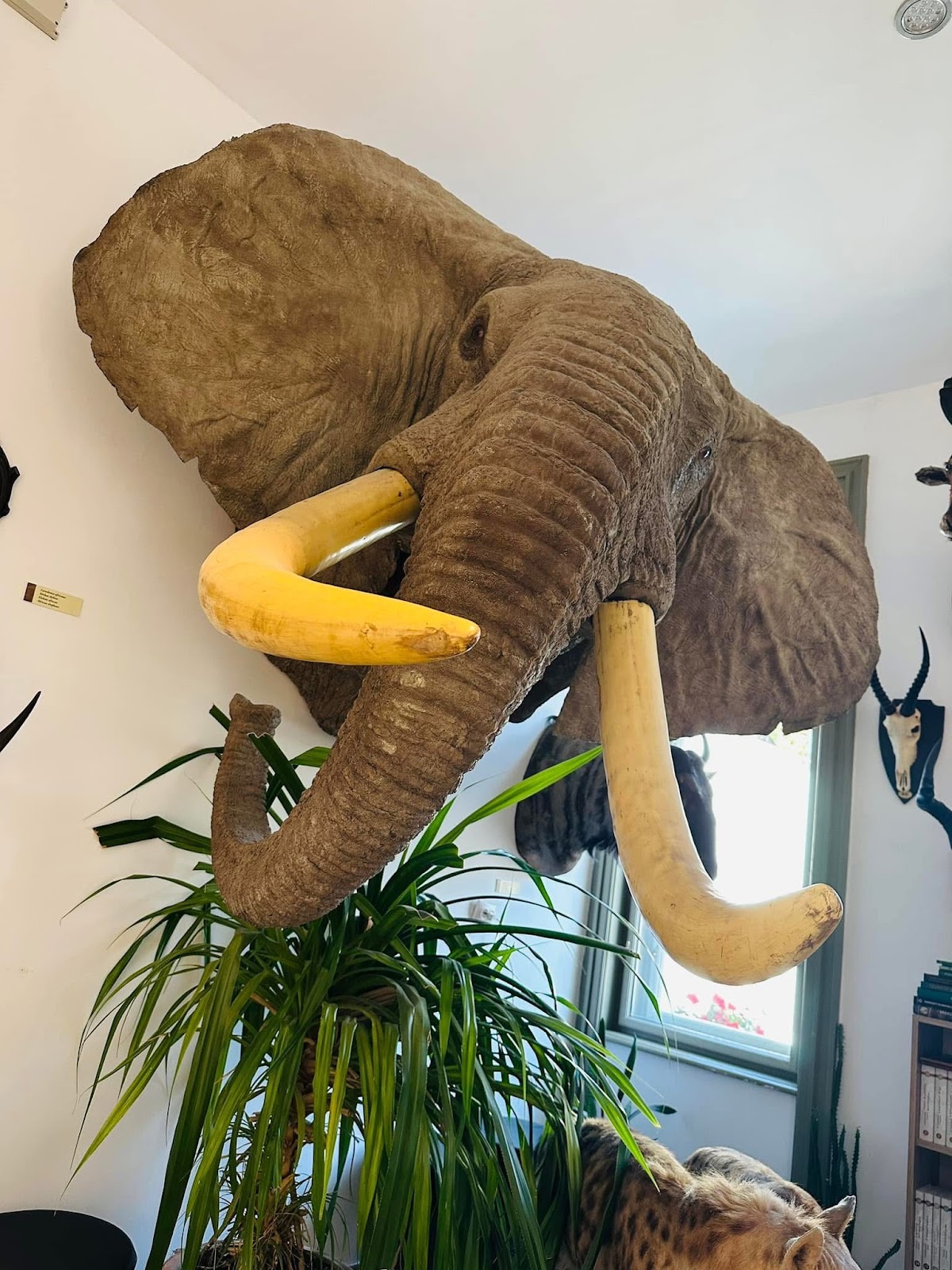 Muzeul Cinegetic al Ținutului Secuiesc - foto 5