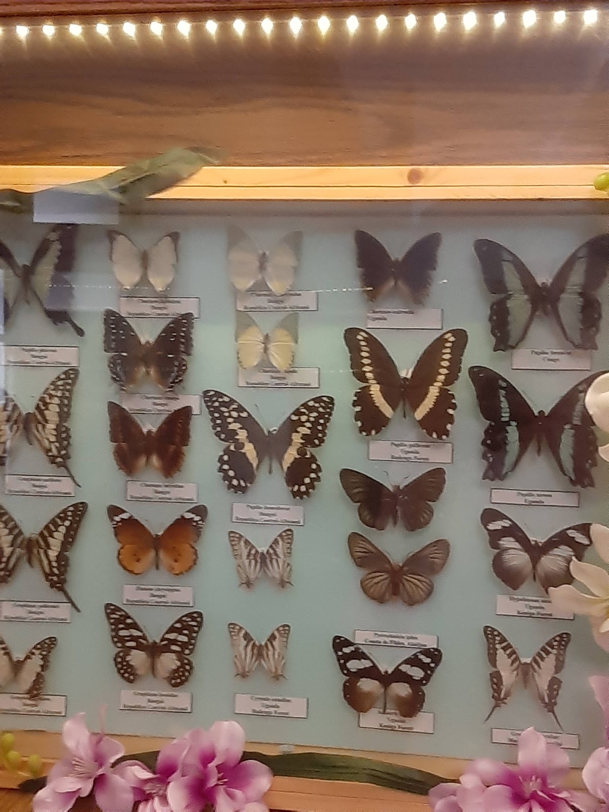 Muzeul Civilizației Dacice și Romane - foto 2