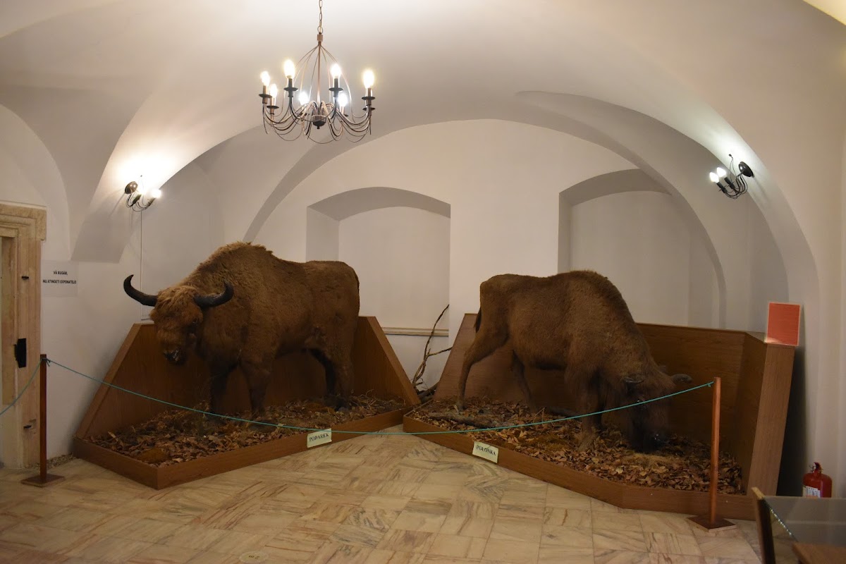 Muzeul Civilizației Dacice și Romane - foto 4