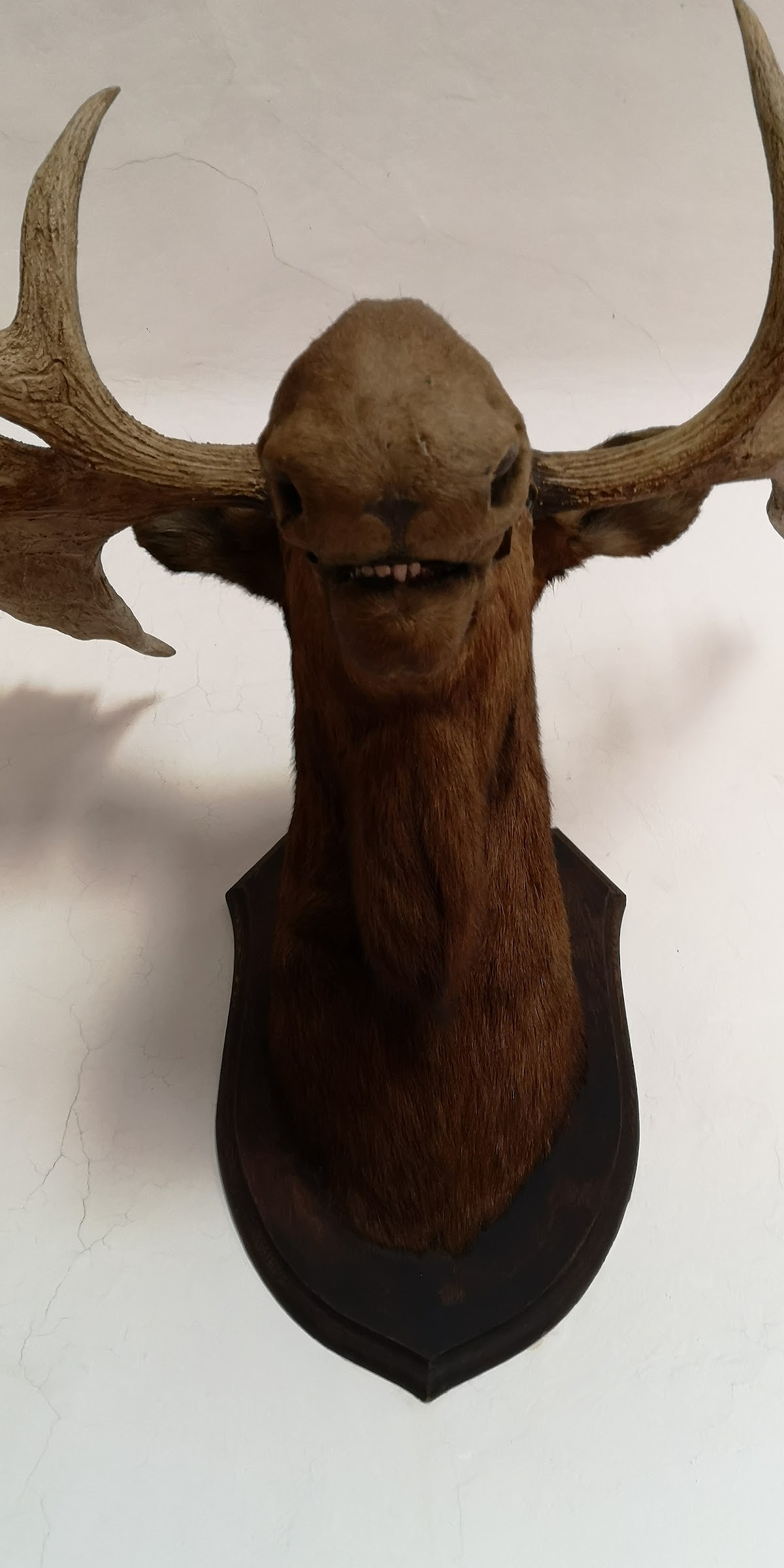 "Etnográfia és Művészet" Múzeum Dimitrie Ghika-Comănești Palota - foto 4