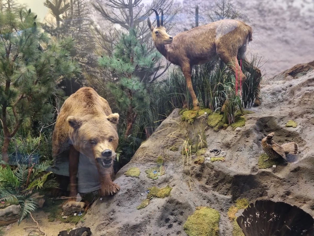 Muzeul de Istorie Naturală - foto 5