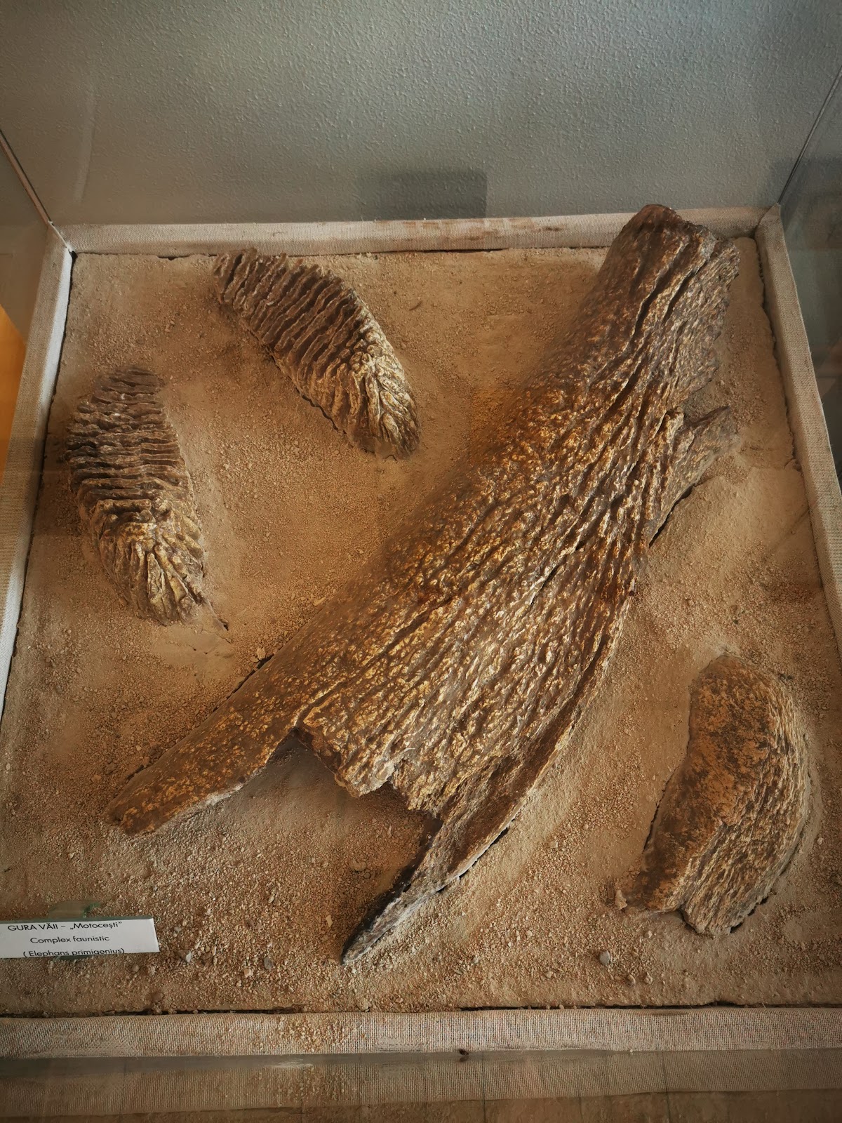 Muzeul de istorie Onești - foto 4