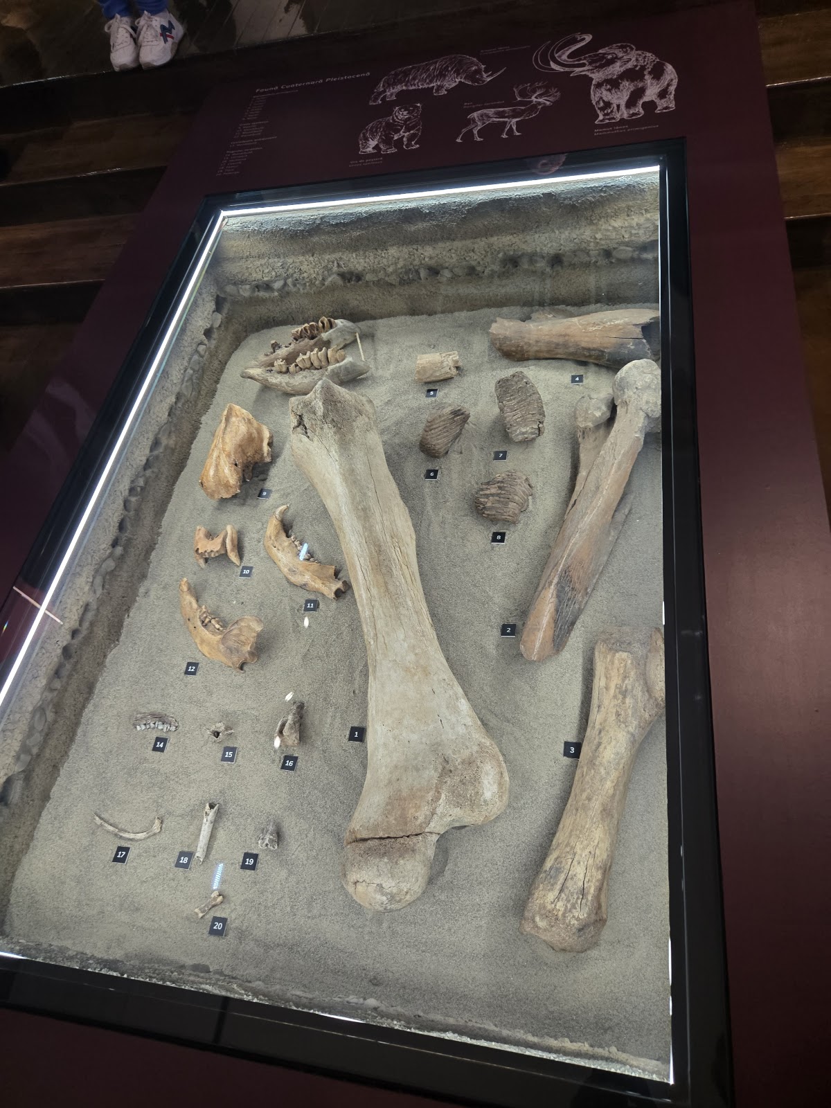 Muzeul de Istorie şi Arheologie - foto 5