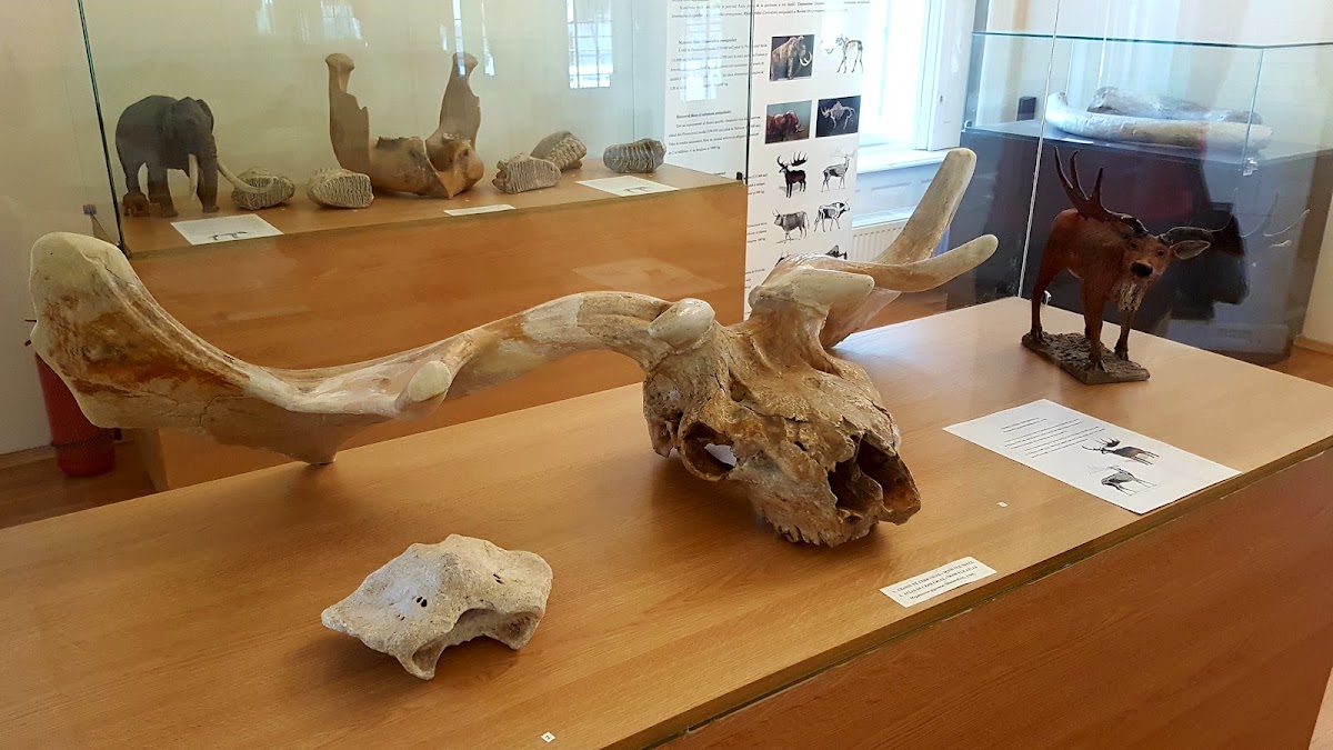 Muzeul de Istorie Teodor Cincu - foto 2