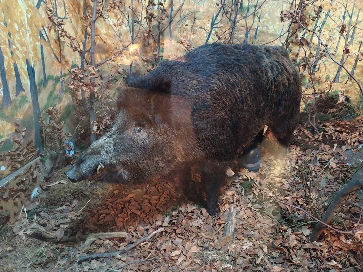 Museum of Natural Sciences - foto 2