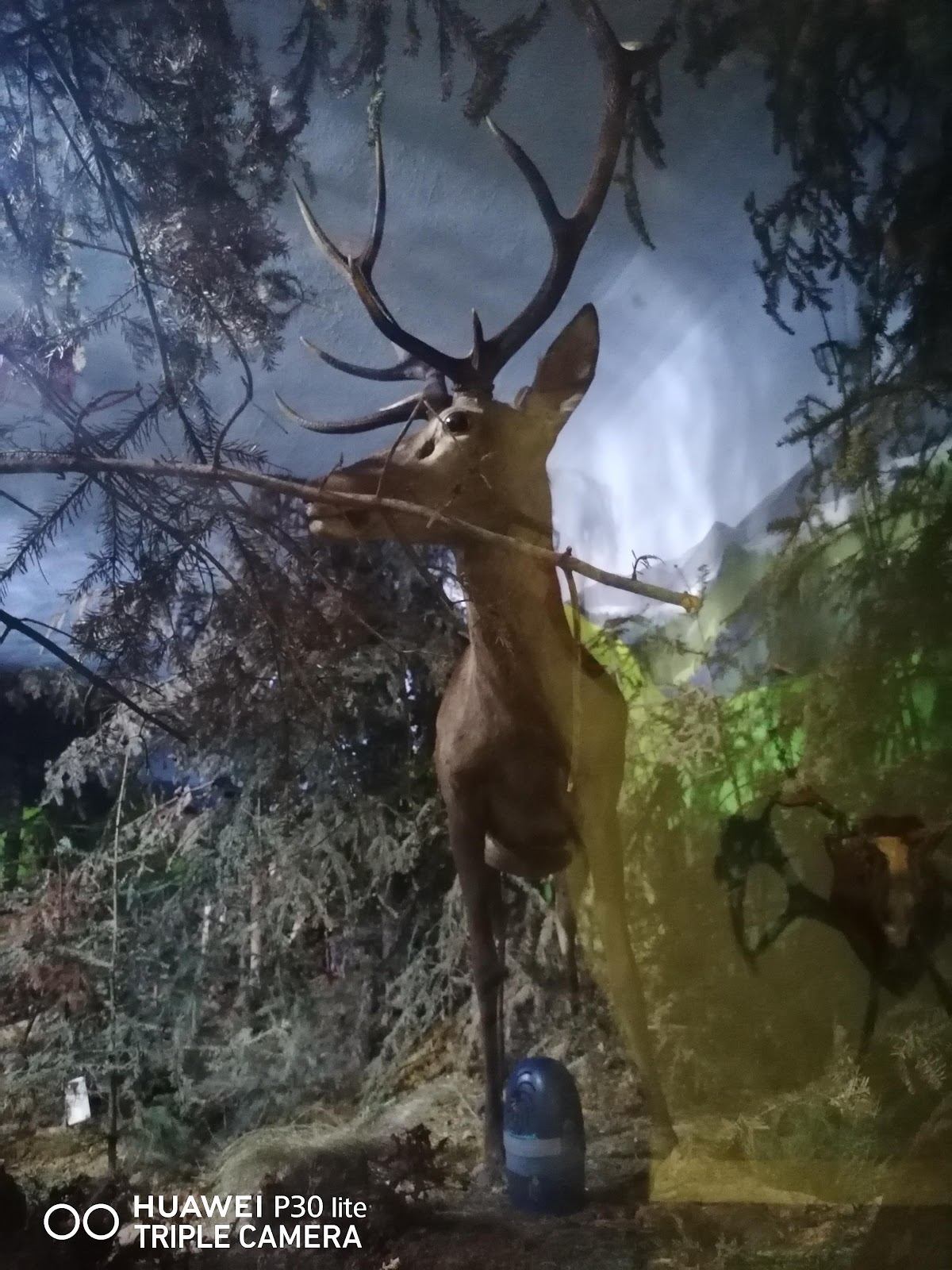 Museum of Natural Sciences - foto 4