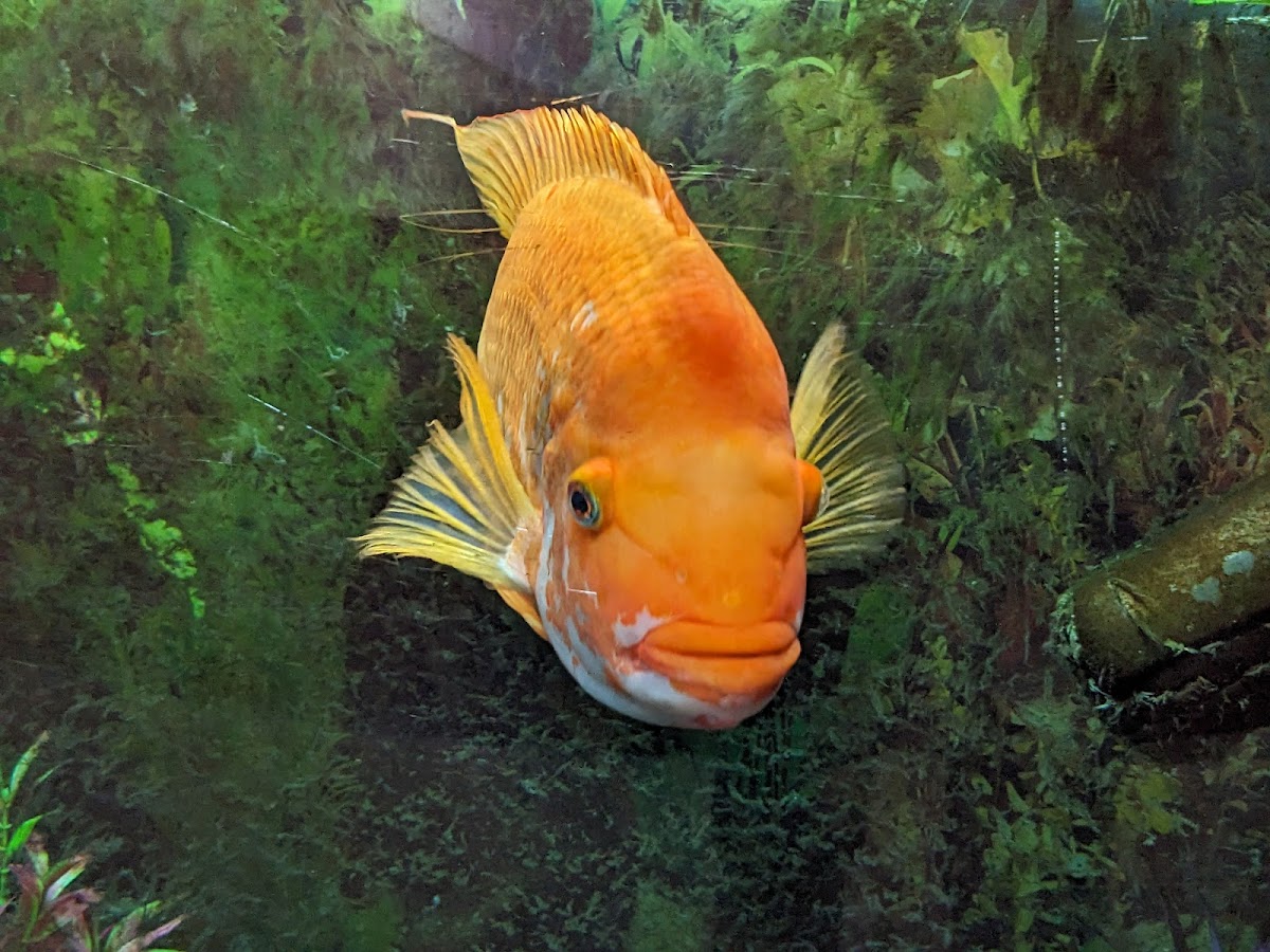 Museum of Natural Sciences - foto 5