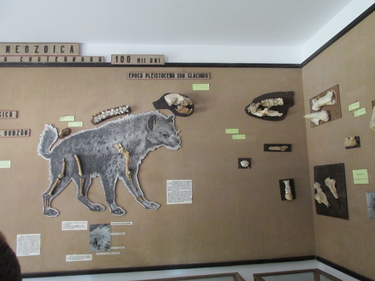Csák Kálmán Természettudományi Múzeum - foto 2