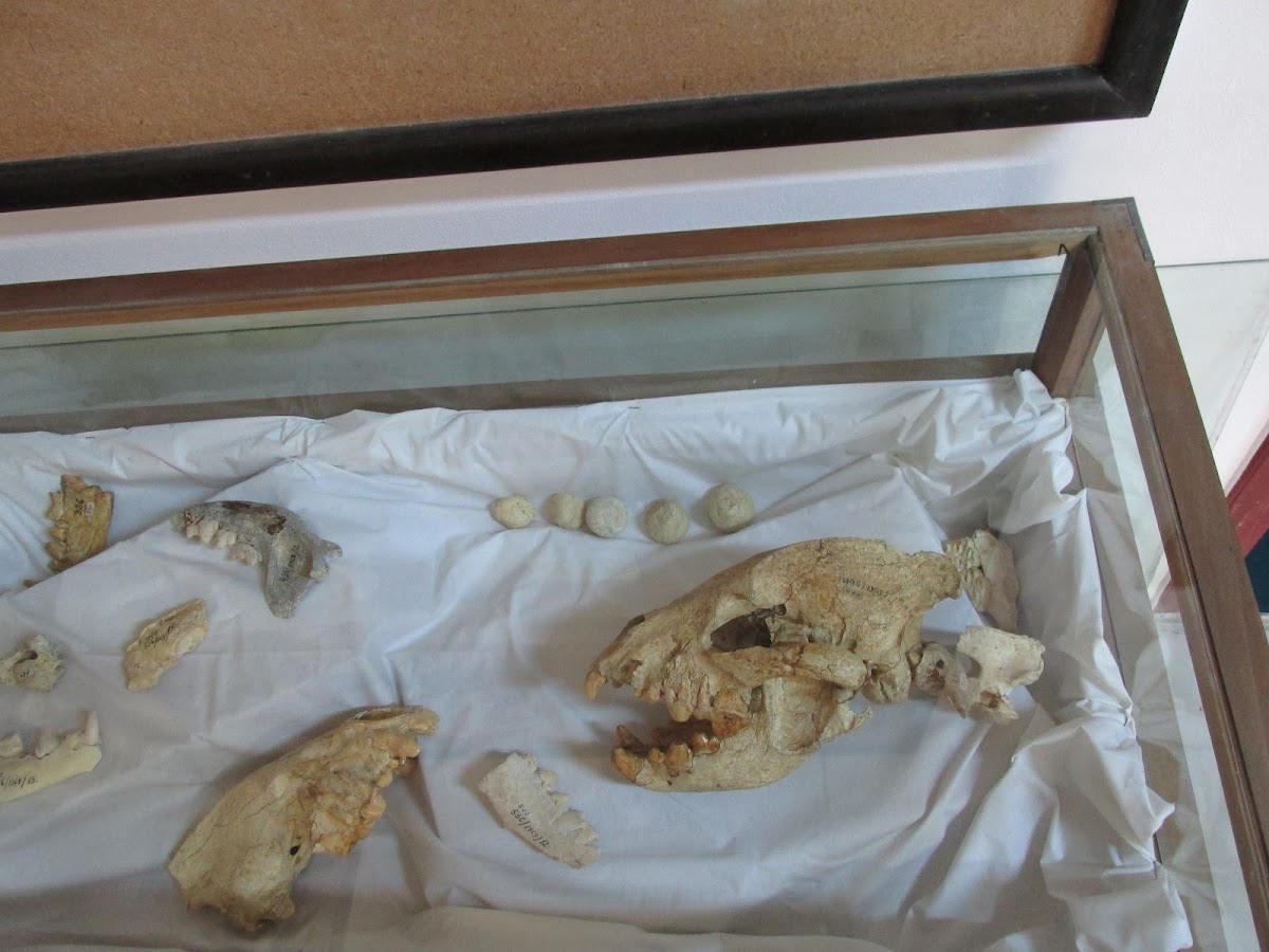 Csák Kálmán Természettudományi Múzeum - foto 3