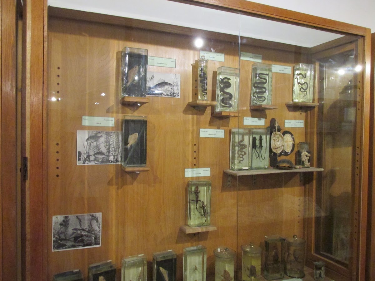 Csák Kálmán Természettudományi Múzeum - foto 5