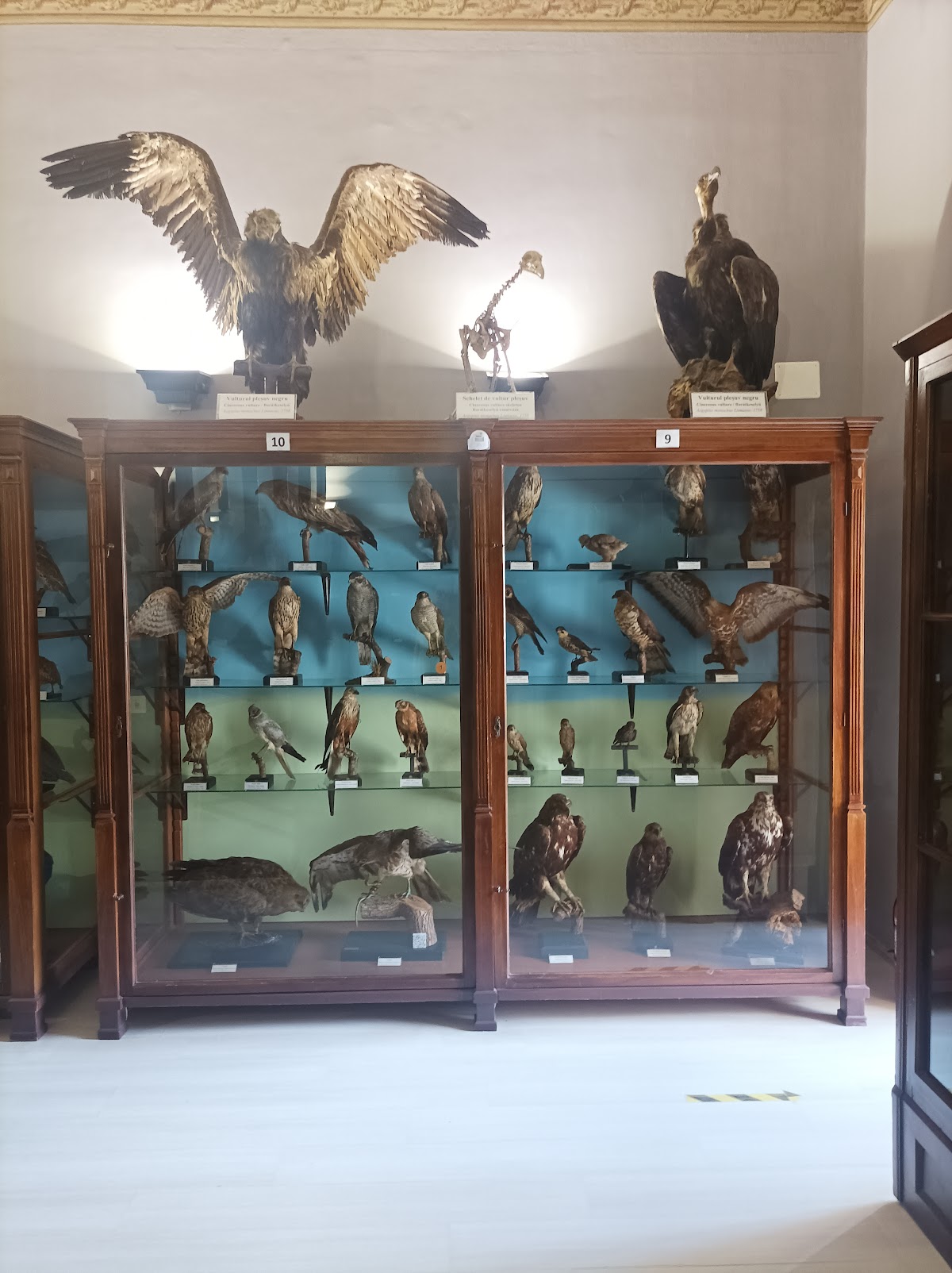 Natural Sciences Museum - foto 1