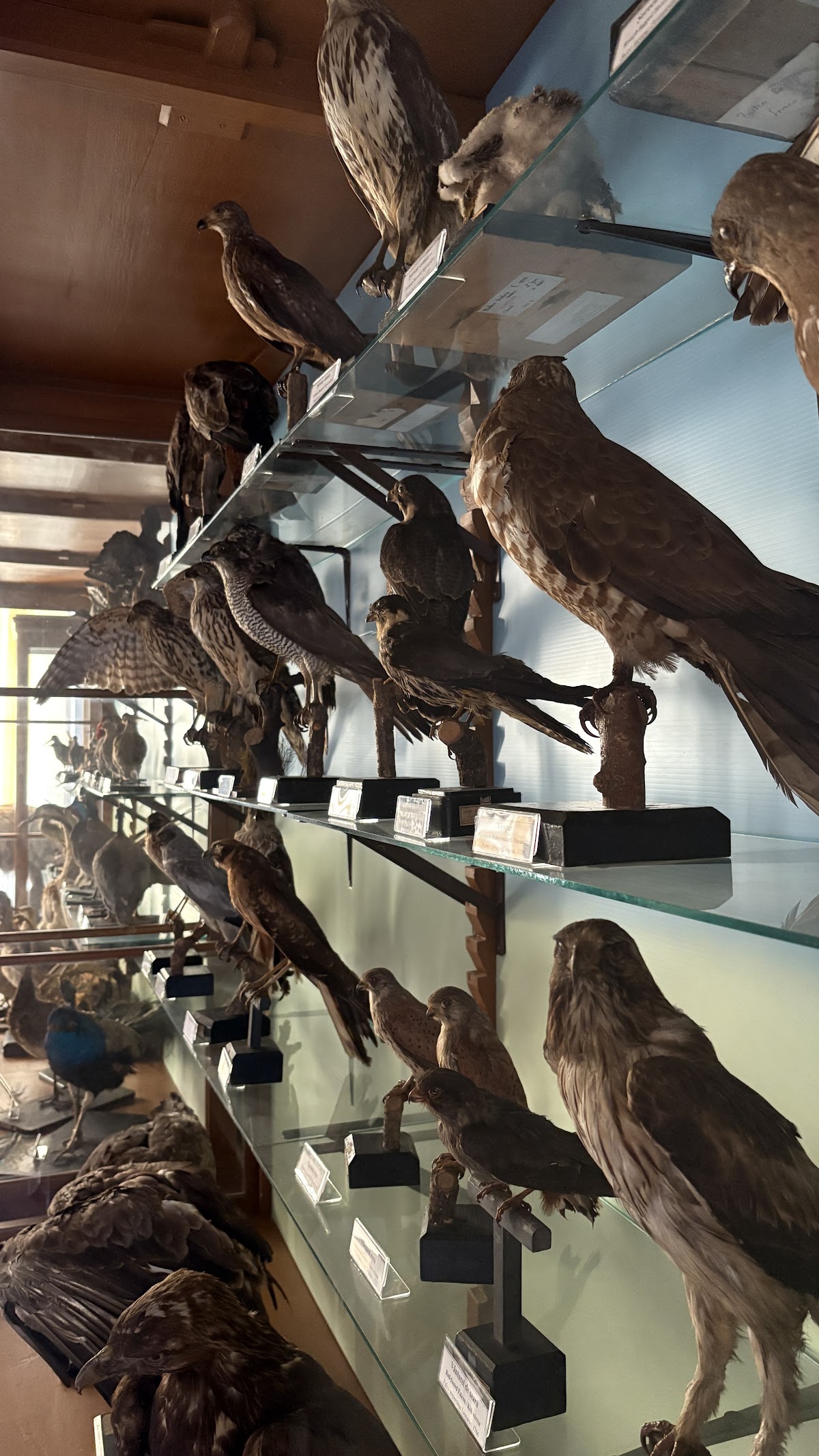 Natural Sciences Museum - foto 5