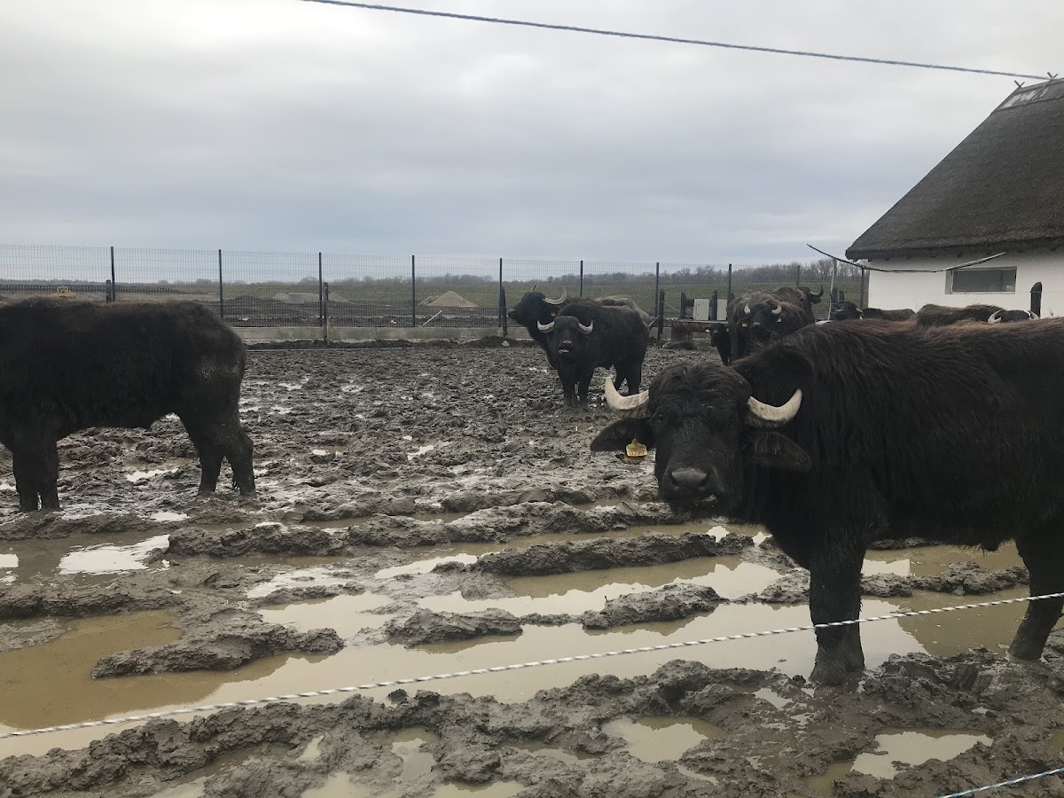 Musée Numérique Pecica - foto 4