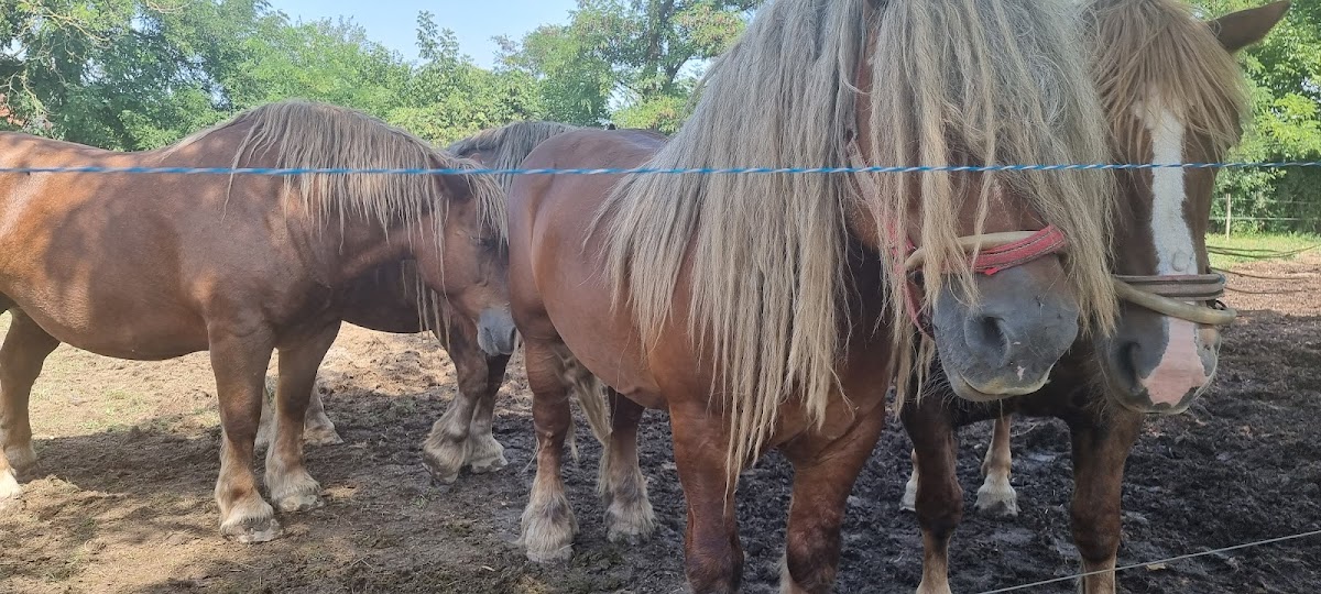 Musée Numérique Pecica - foto 5