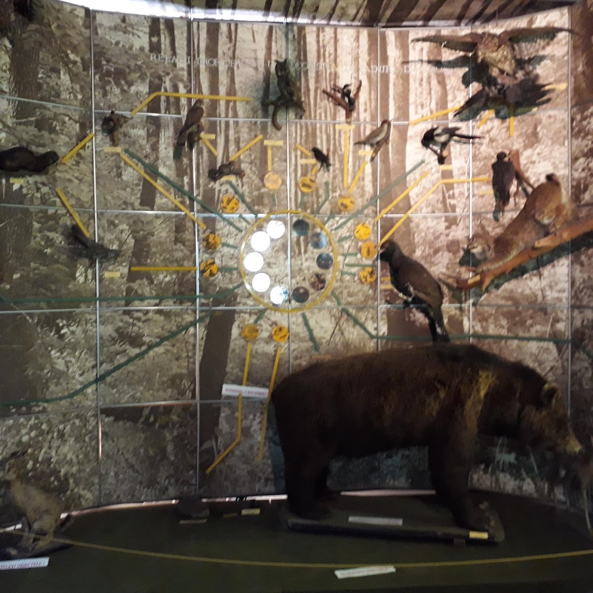 Muzeul Județean - foto 3