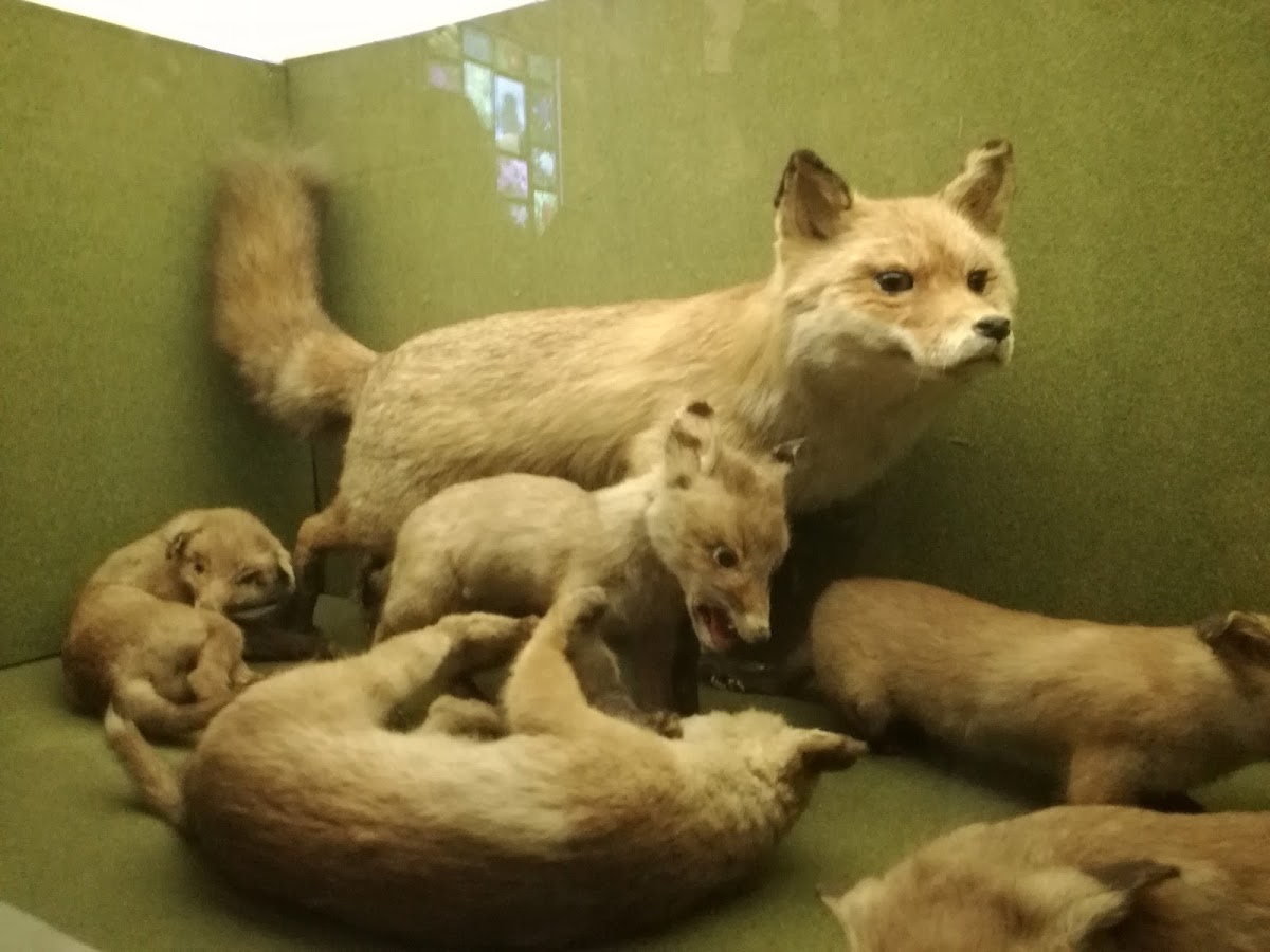 Muzeul Județean - foto 4