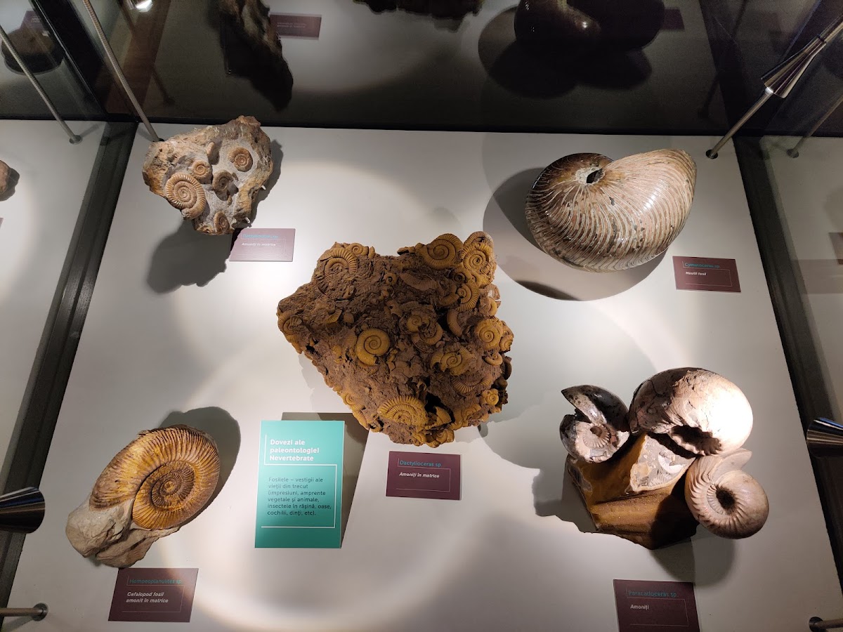 Musée Départemental des Sciences Naturelles - foto 4