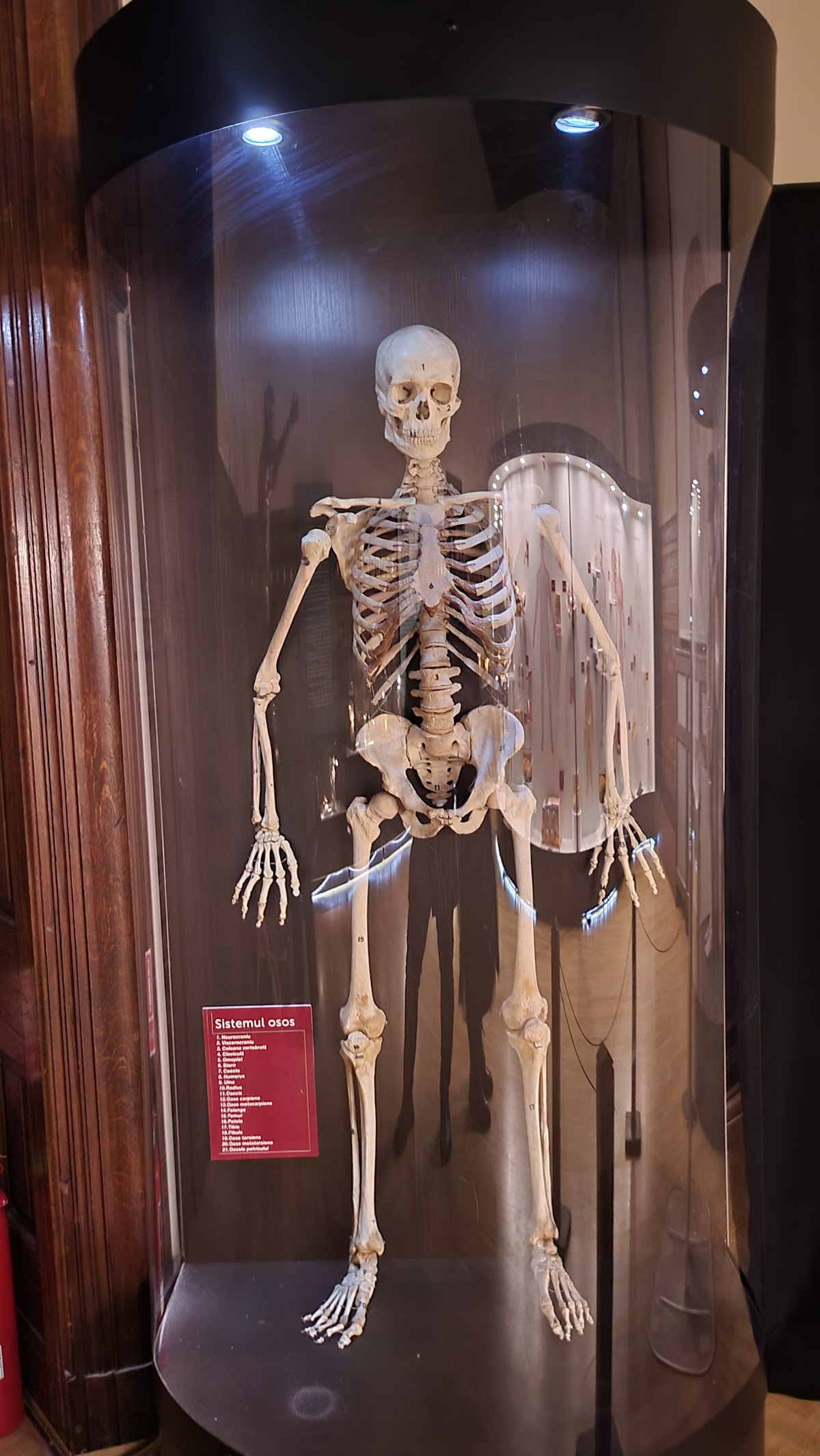 Musée Départemental des Sciences Naturelles - foto 5