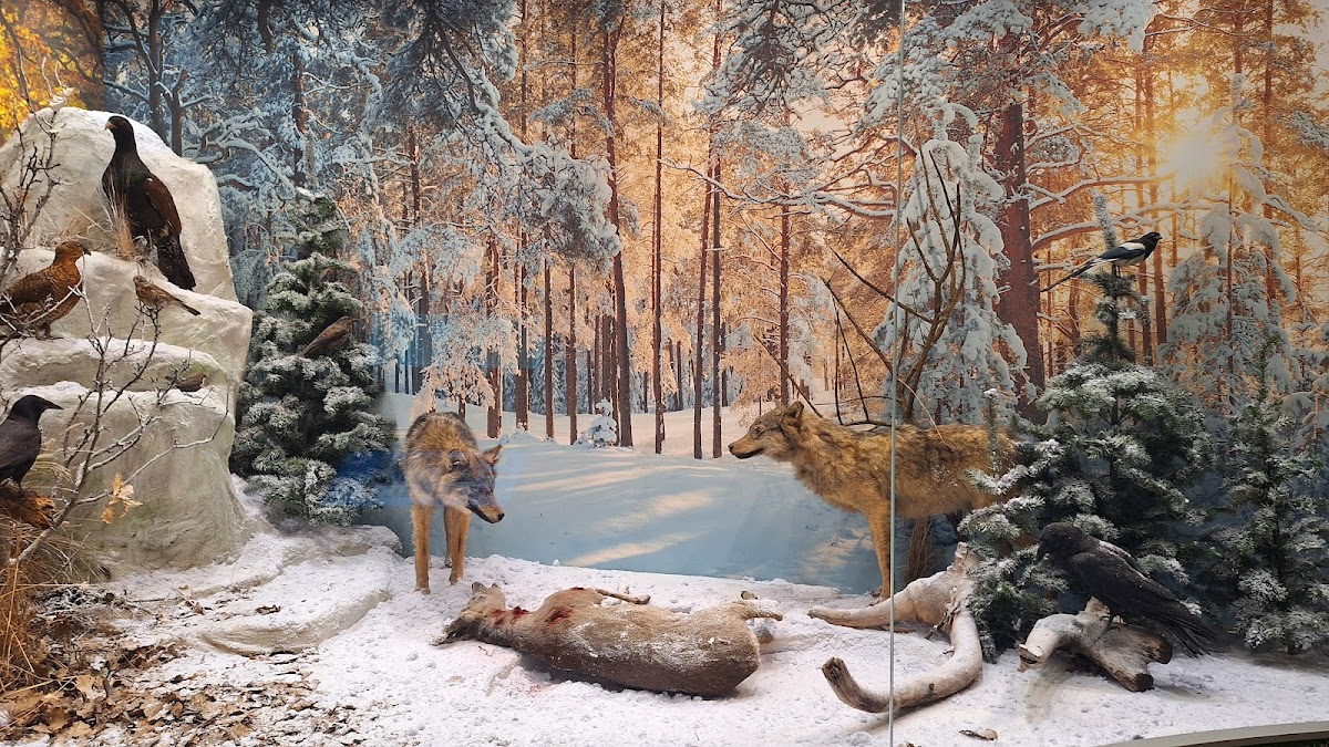 Muzeul Județean Mureș - Secția de Științele Naturii - foto 3