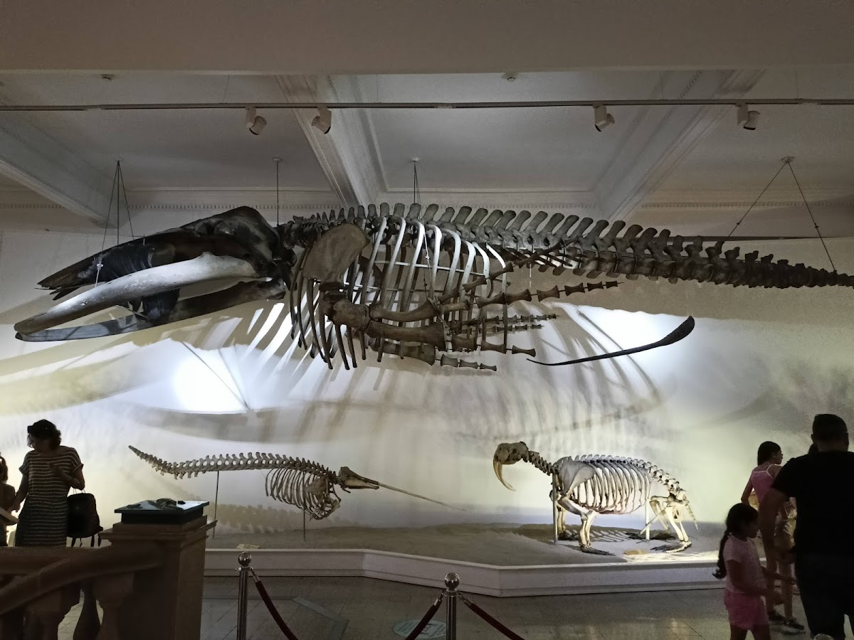 Museo Nazionale di Storia Naturale Grigore Antipa - foto 3